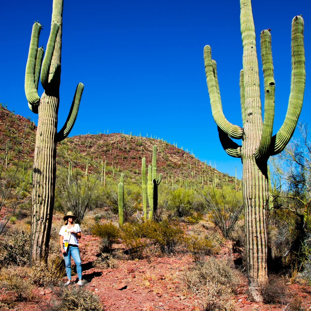 0N7A8188-saguaro1000x1000.jpg