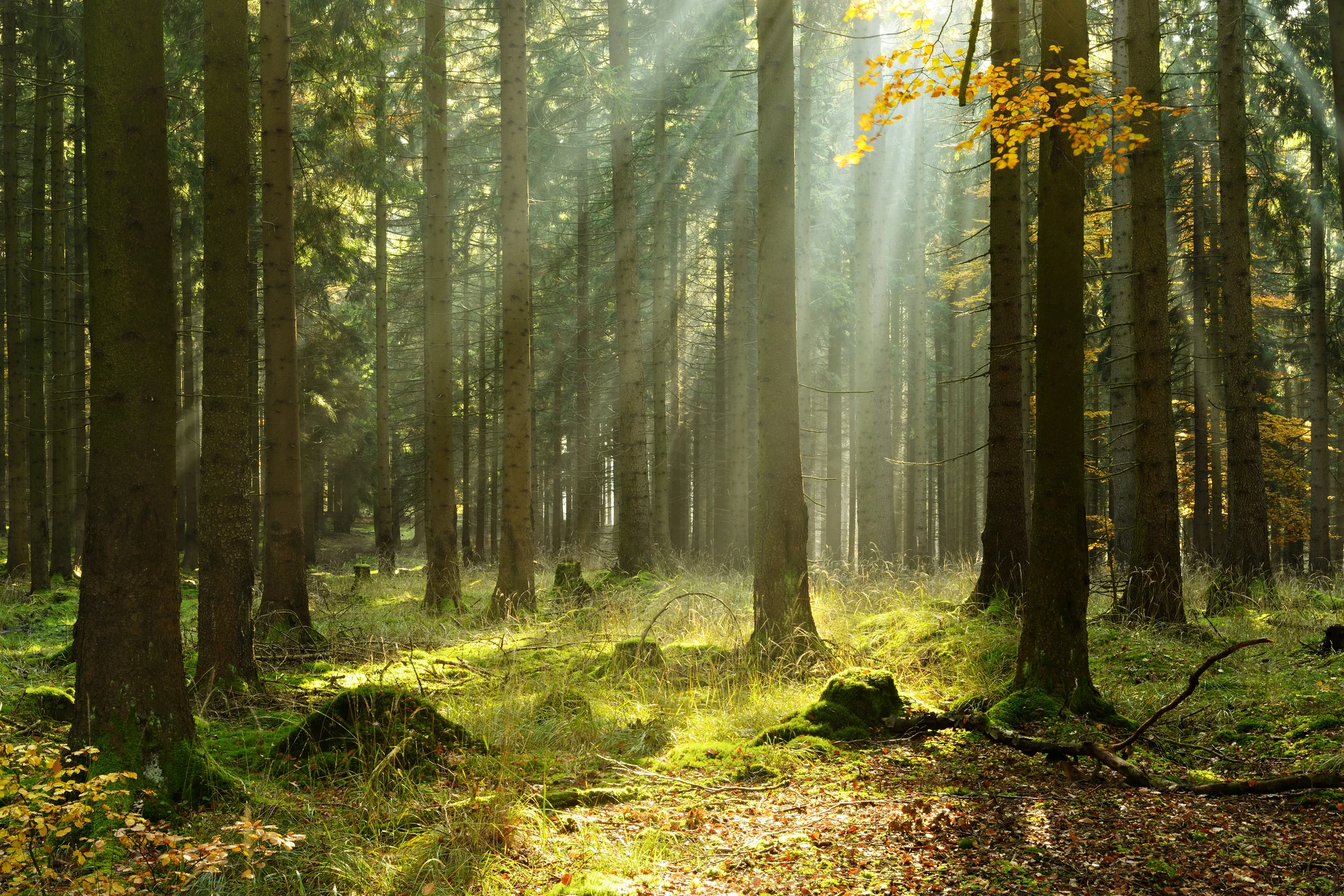 Photo by AVTG/iStock / Getty Images