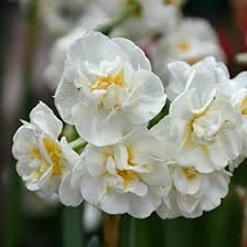 bridal crown narcissus 2.jpeg