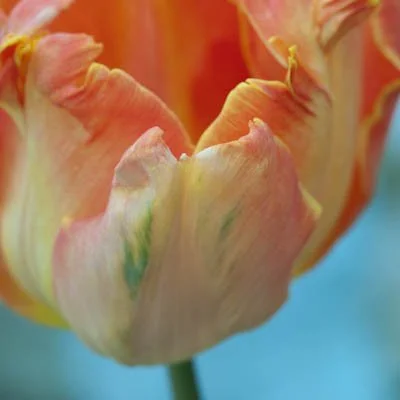 Spring Flower Share-coming soon