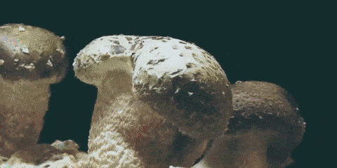 No8Media-SFFILM.gif