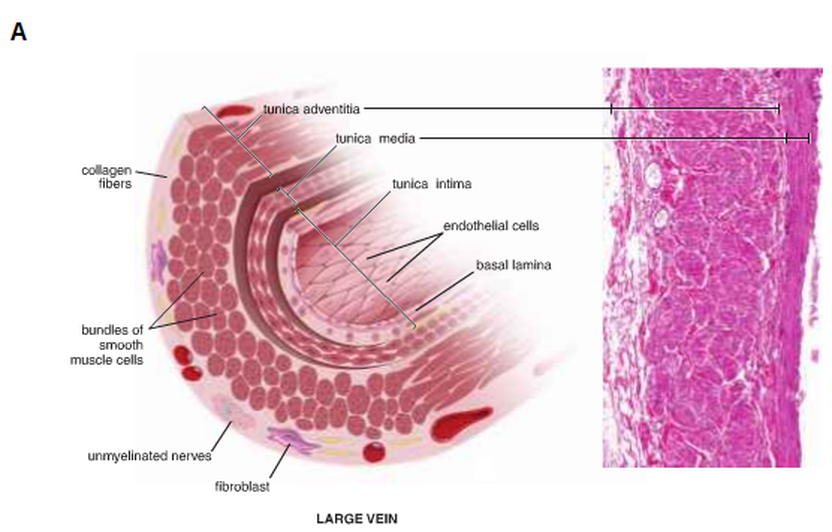 Large Vein Cross Section.png