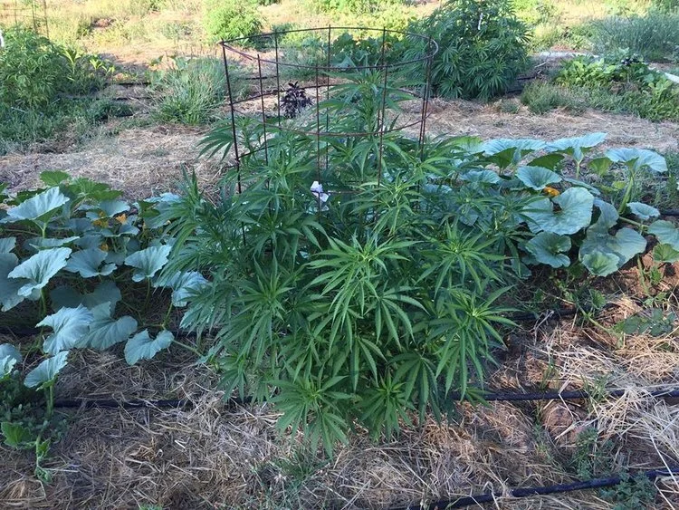 How to Clone an Ecosystem