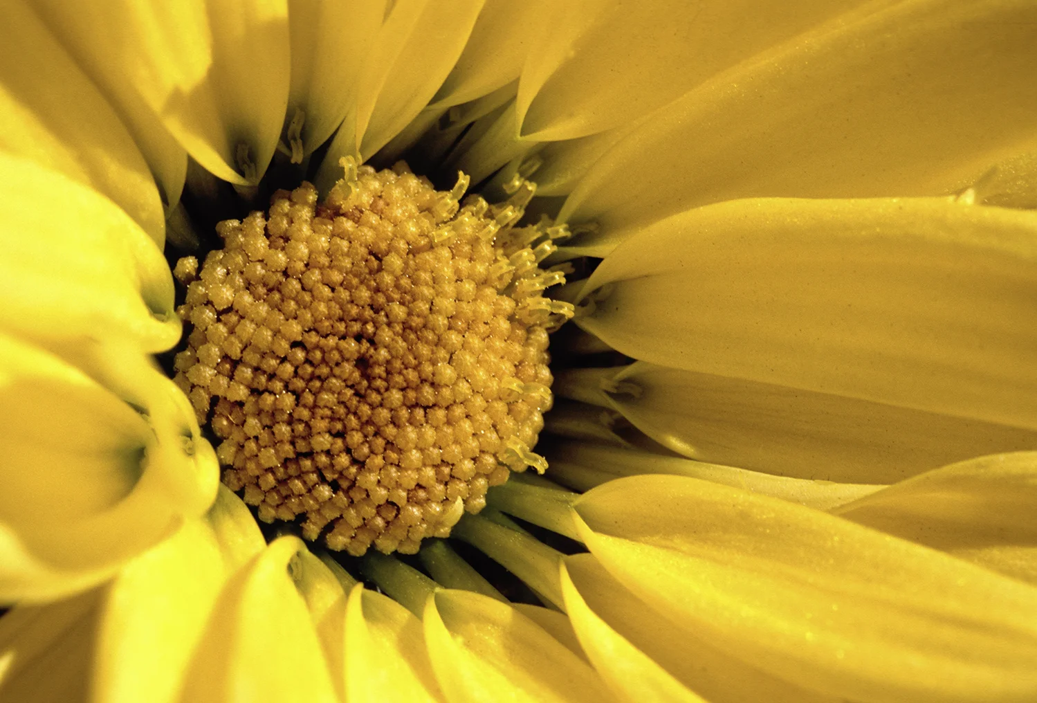 Yellow Spider Mum print — Petal Portraits