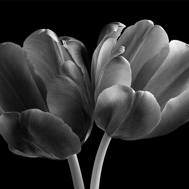 Tulip twins #raw_flowers #petalportraits
#petal_perfection #macroflowers
#flowersandmacro #raw_macro
#flowermagic #abstractnature
#naturephotography #photoartwork
#fineartphotography
#contemporaryphotography
#photographicart #fineart
#fineartzone 
#p