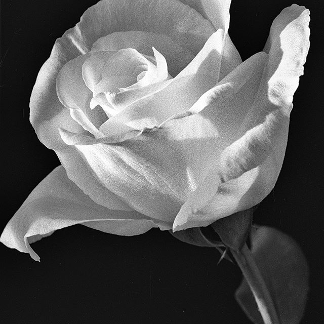 White Rose #raw_flowers #petalportraits
#petal_perfection #macroflowers
#flowersandmacro #raw_macro
#flowermagic #abstractnature
#naturephotography #photoartwork
#fineartphotography
#contemporaryphotography
#photographicart #fineart
#fineartzone 
#ph