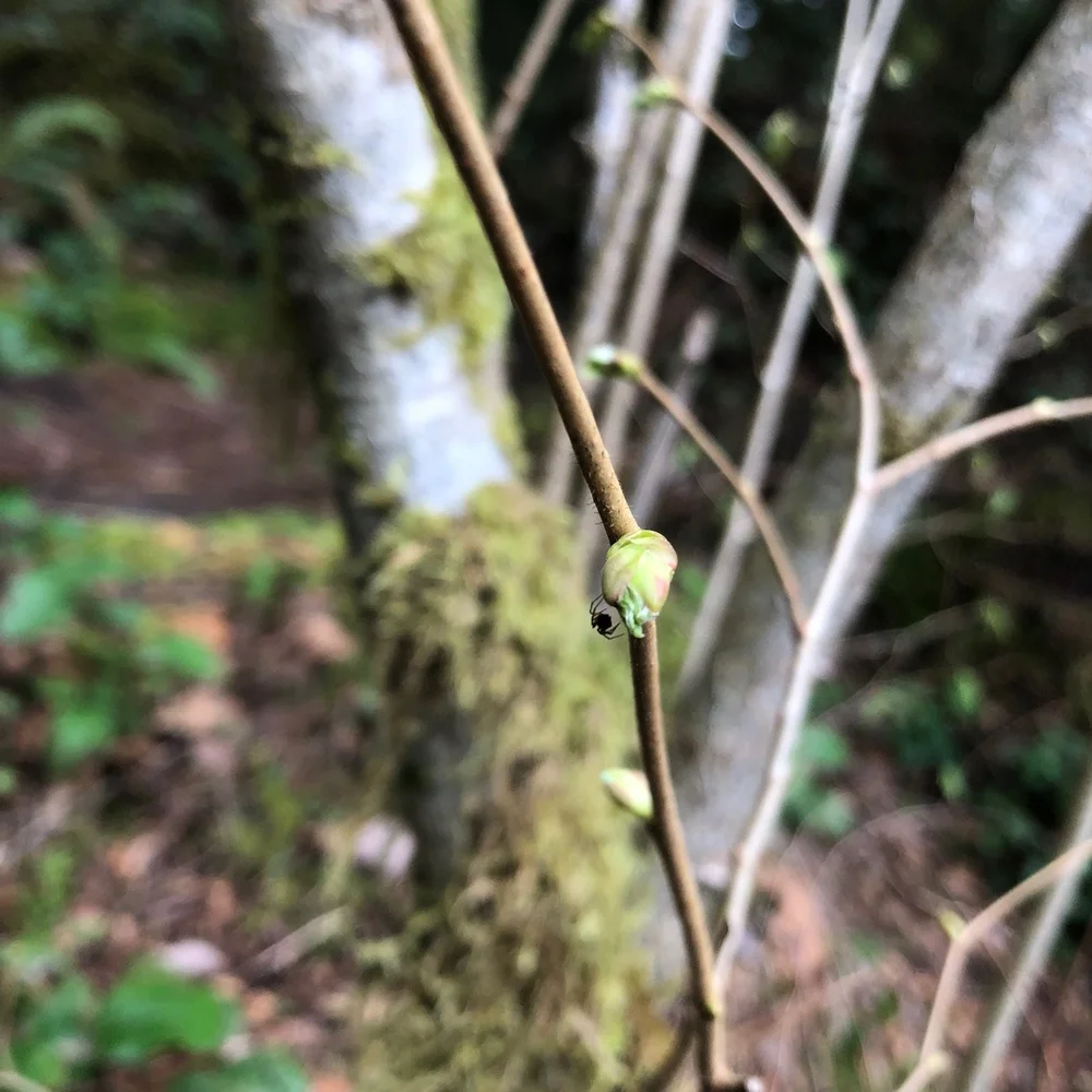 bud with spider.jpg