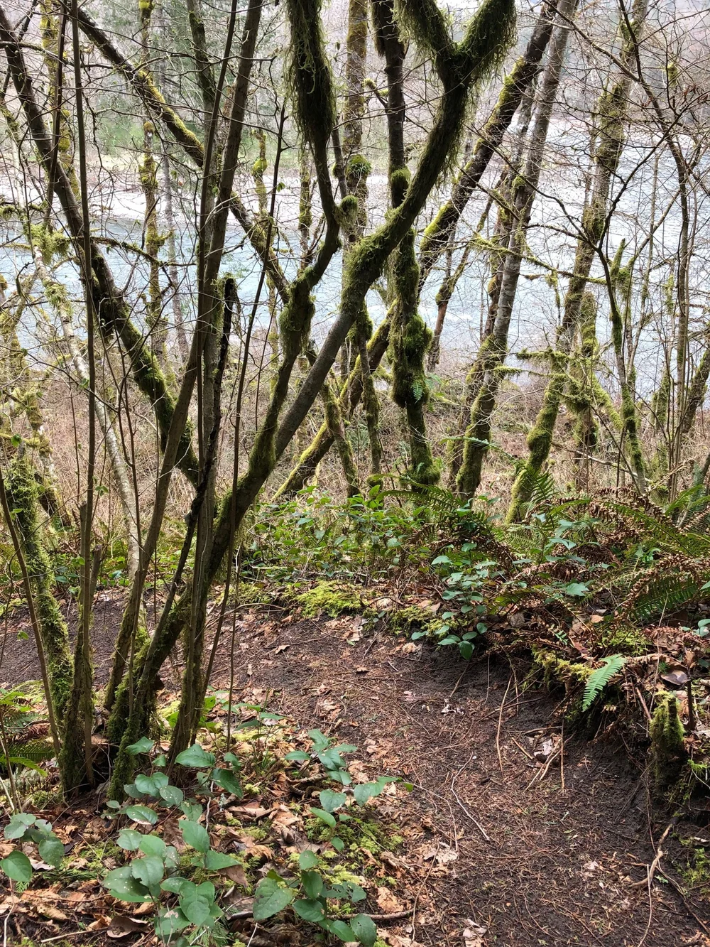 trees and river.jpg