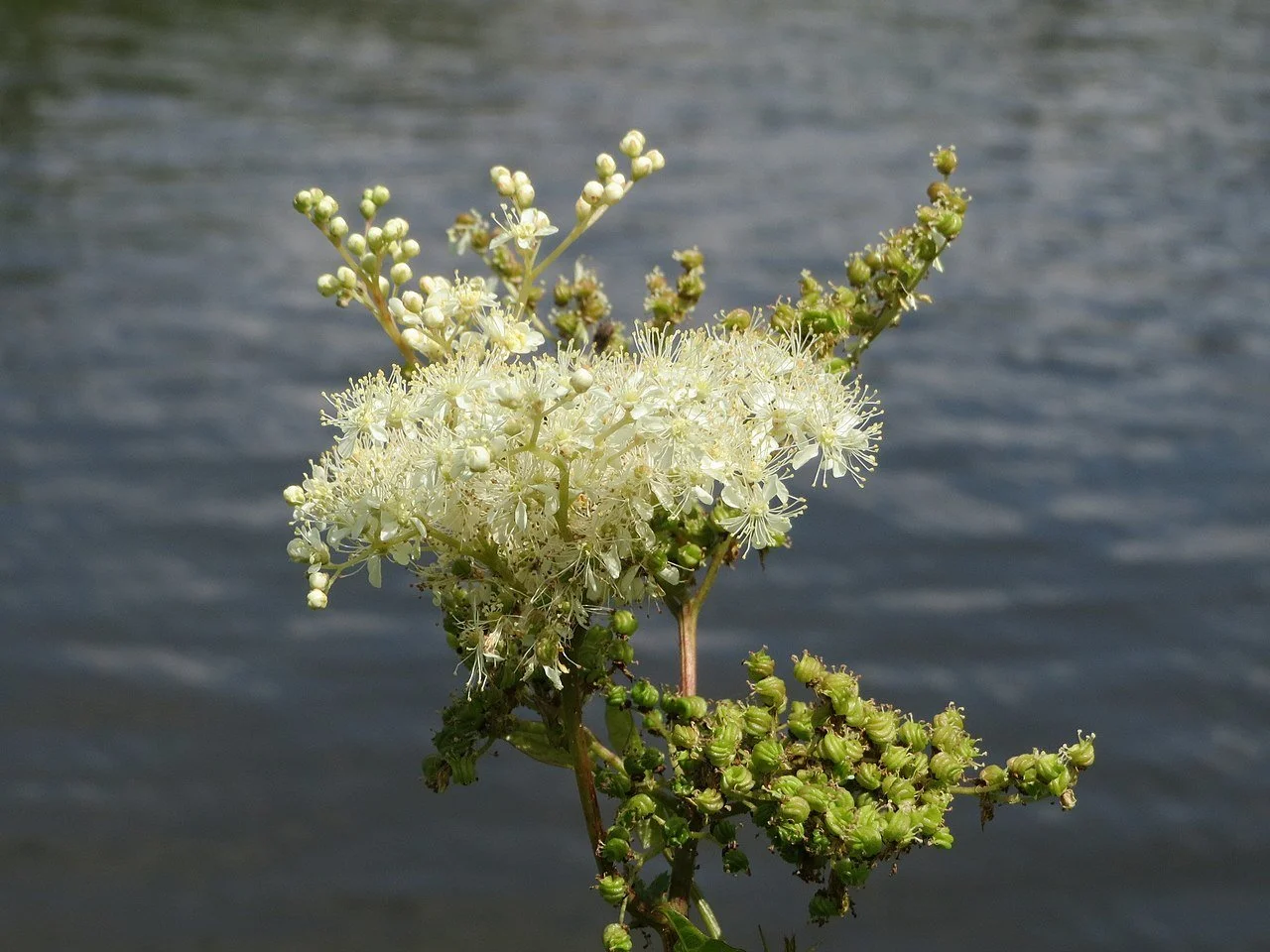 Herb Spotlight: Meadowsweet