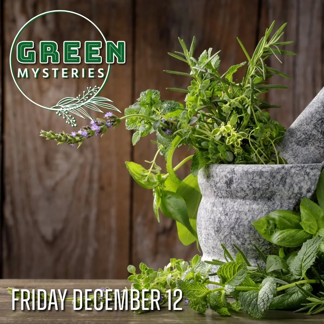 Join Willow and Maeven tomorrow afternoon for this month's Green Mysteries!

Green Mysteries
Friday, December 12th from 2:00pm to 4:00pm
$35, including materials

Whether you have been working with herbal magic and medicines for years, or are just st