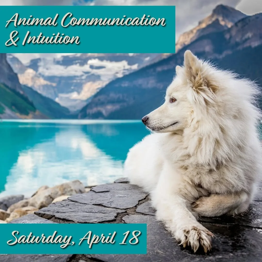 Ute Luppertz (@petspointofview) will be here at The Raven's Wing Magical Co-Op tomorrow evening teaching an introductory animal communication class. This is something all of you animal lovers won't want to miss, so get your tickets now!

𝗔𝗻𝗶𝗺𝗮𝗹
