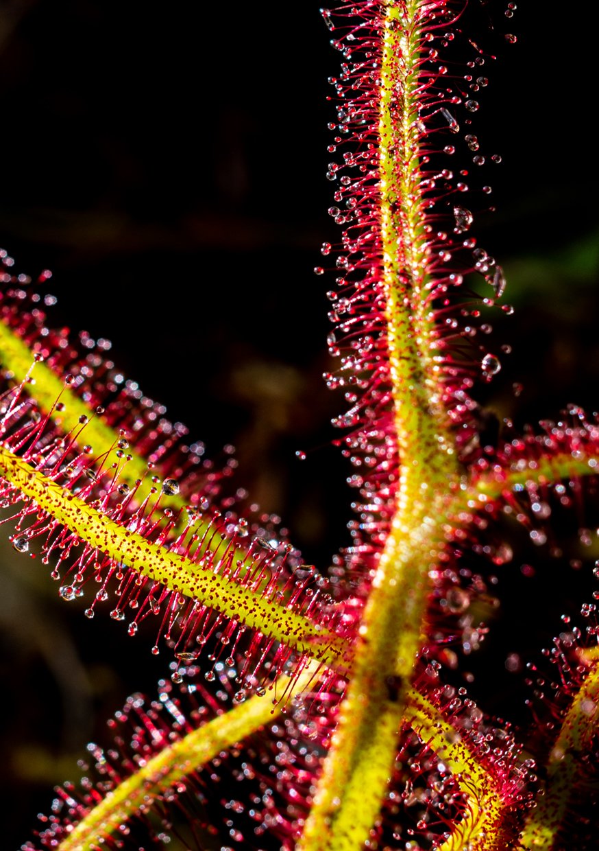   page 8   Drosera binata  