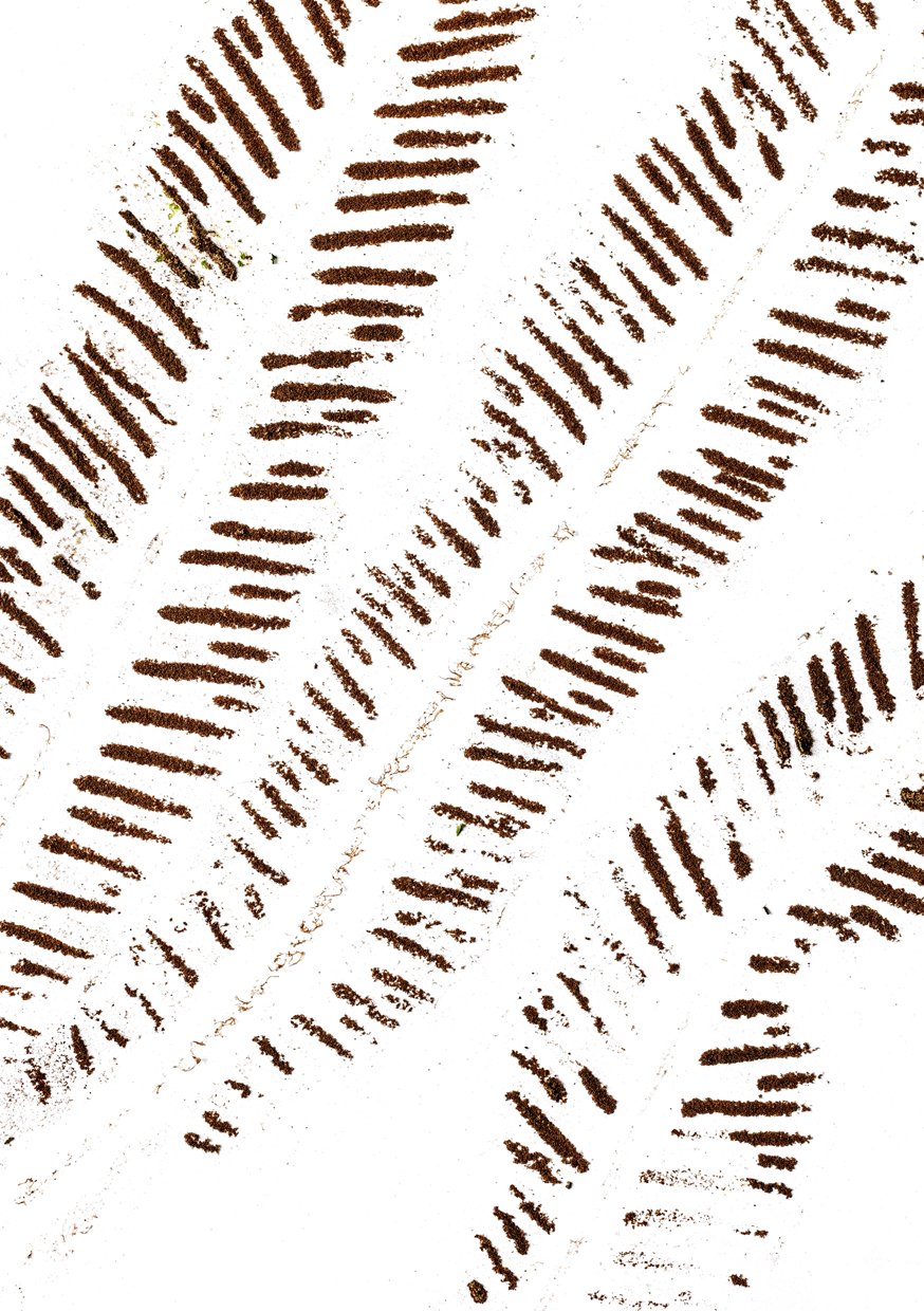   Page 17  Spores of  Asplenium scolopendrium  