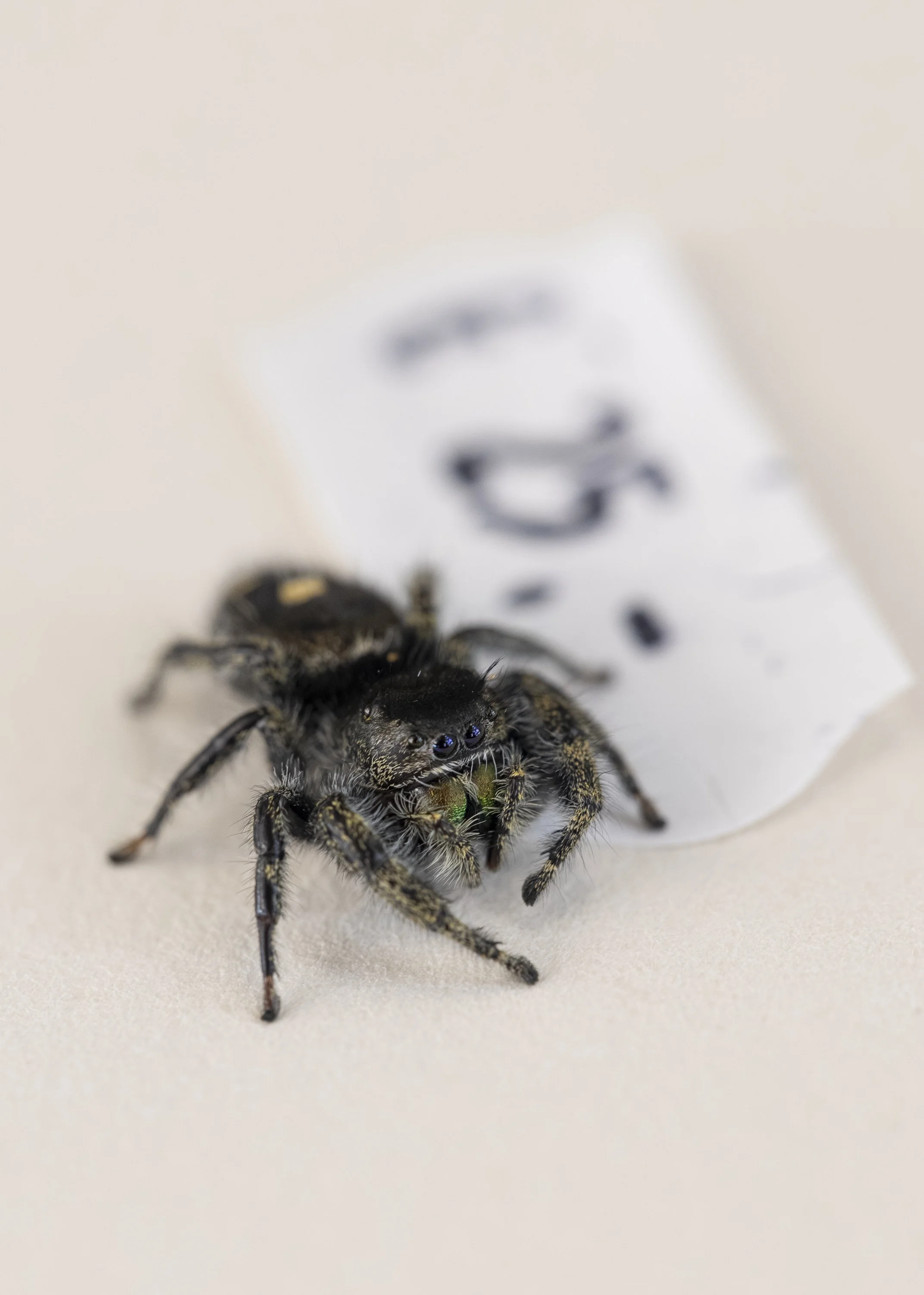 Phidippus audax bryantae (female)