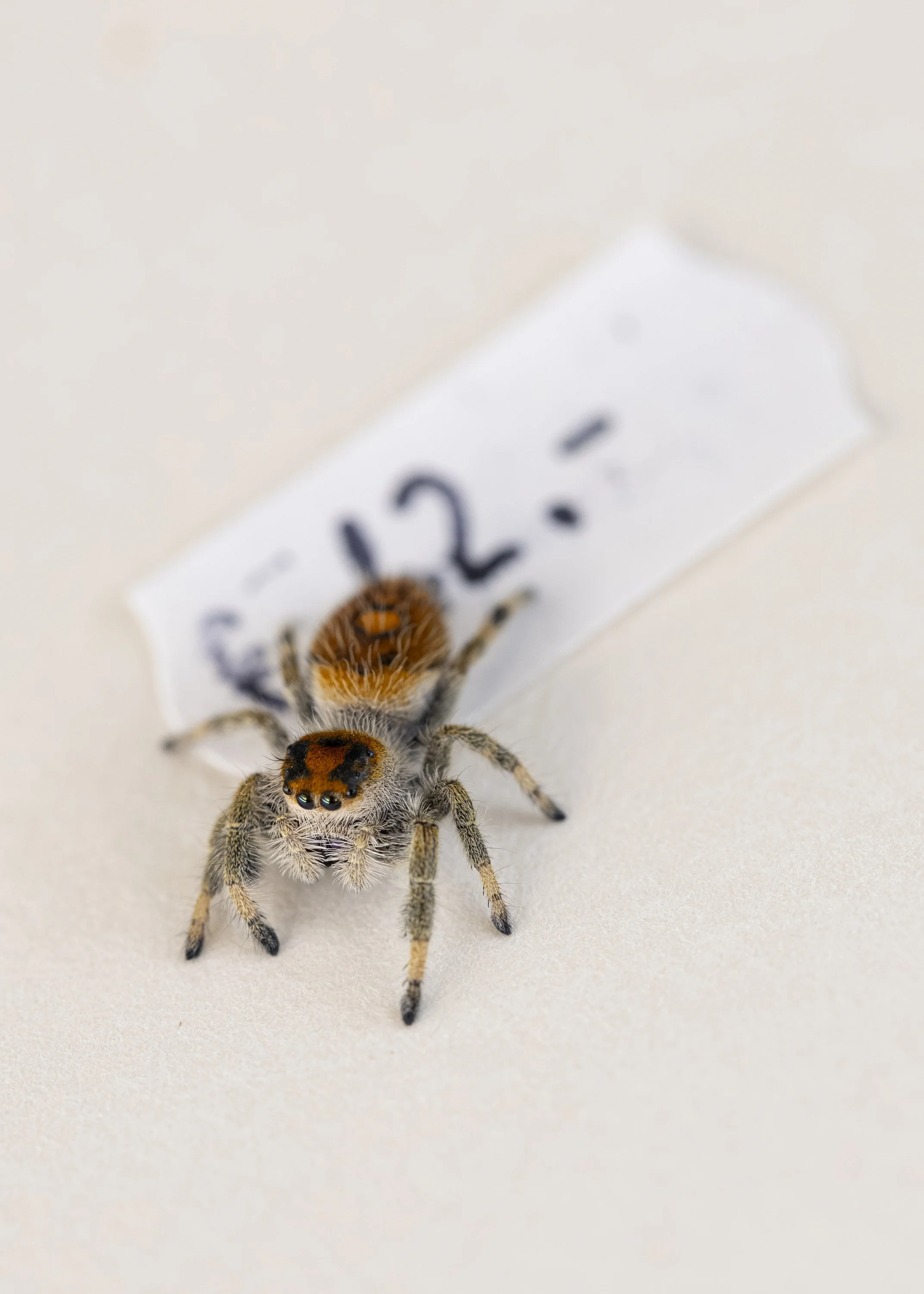 Phidippus regius 'Everglades' (female)