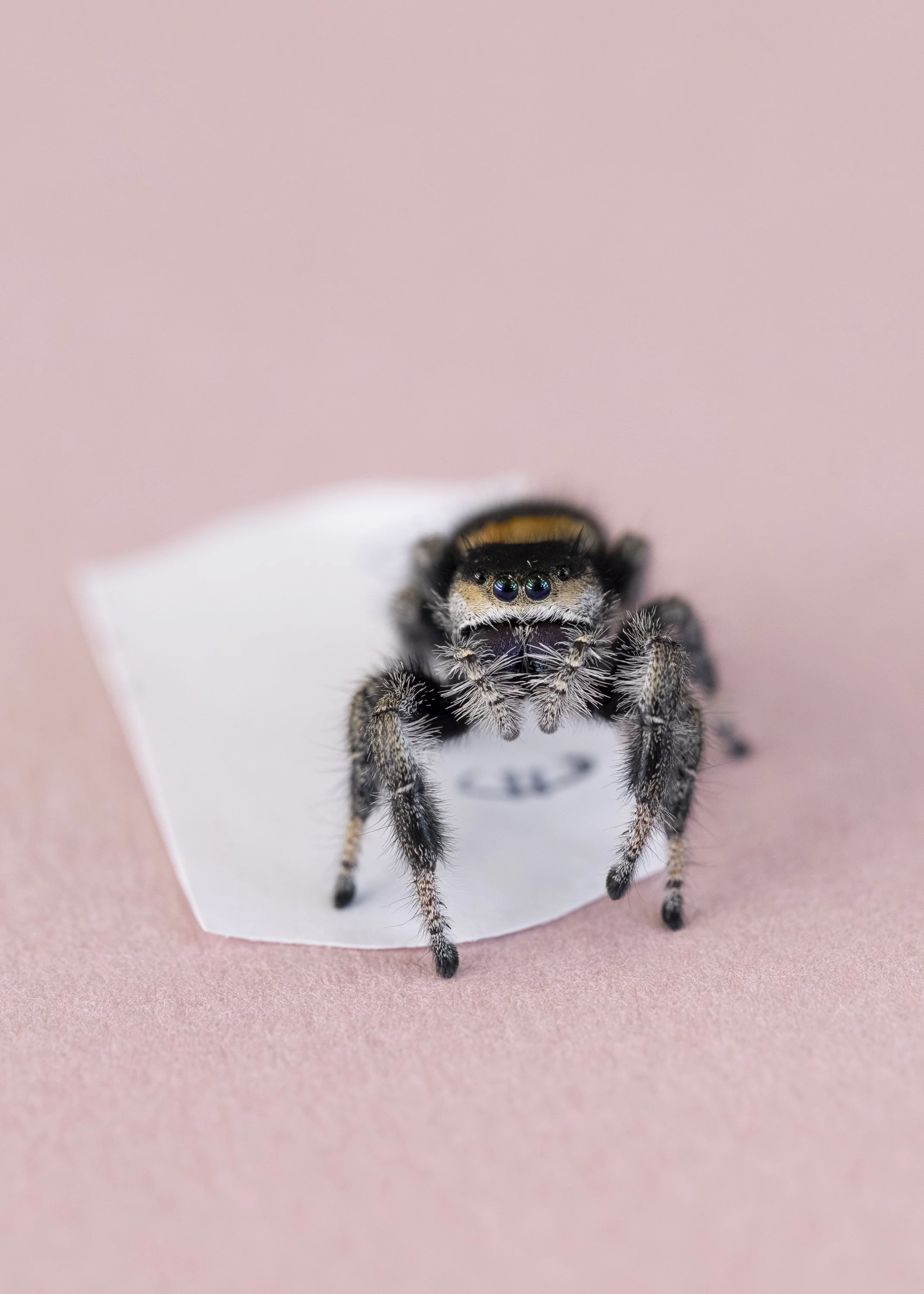 Phidippus regius Rastafari (female)