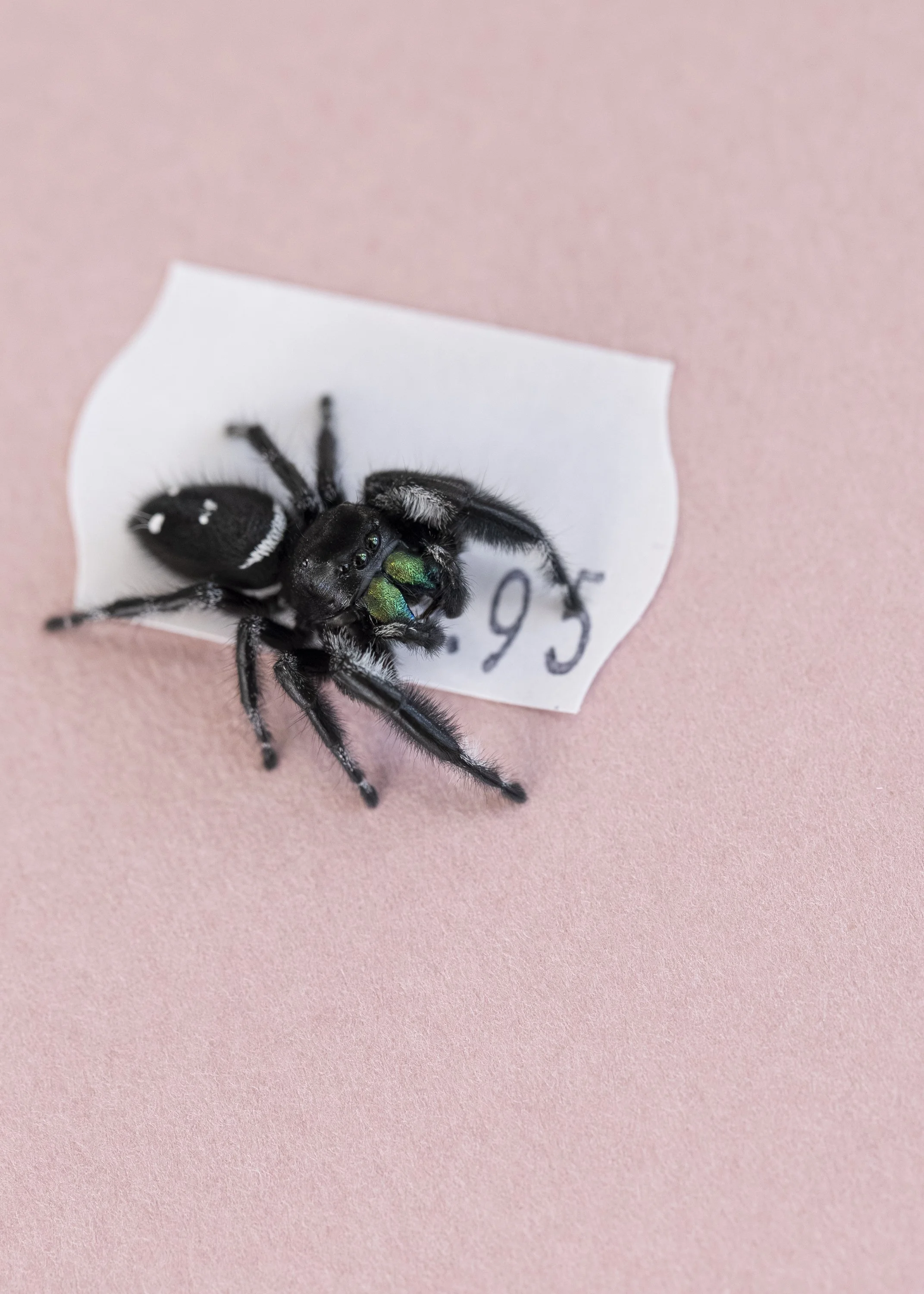Phidippus regius Rastafari (male)