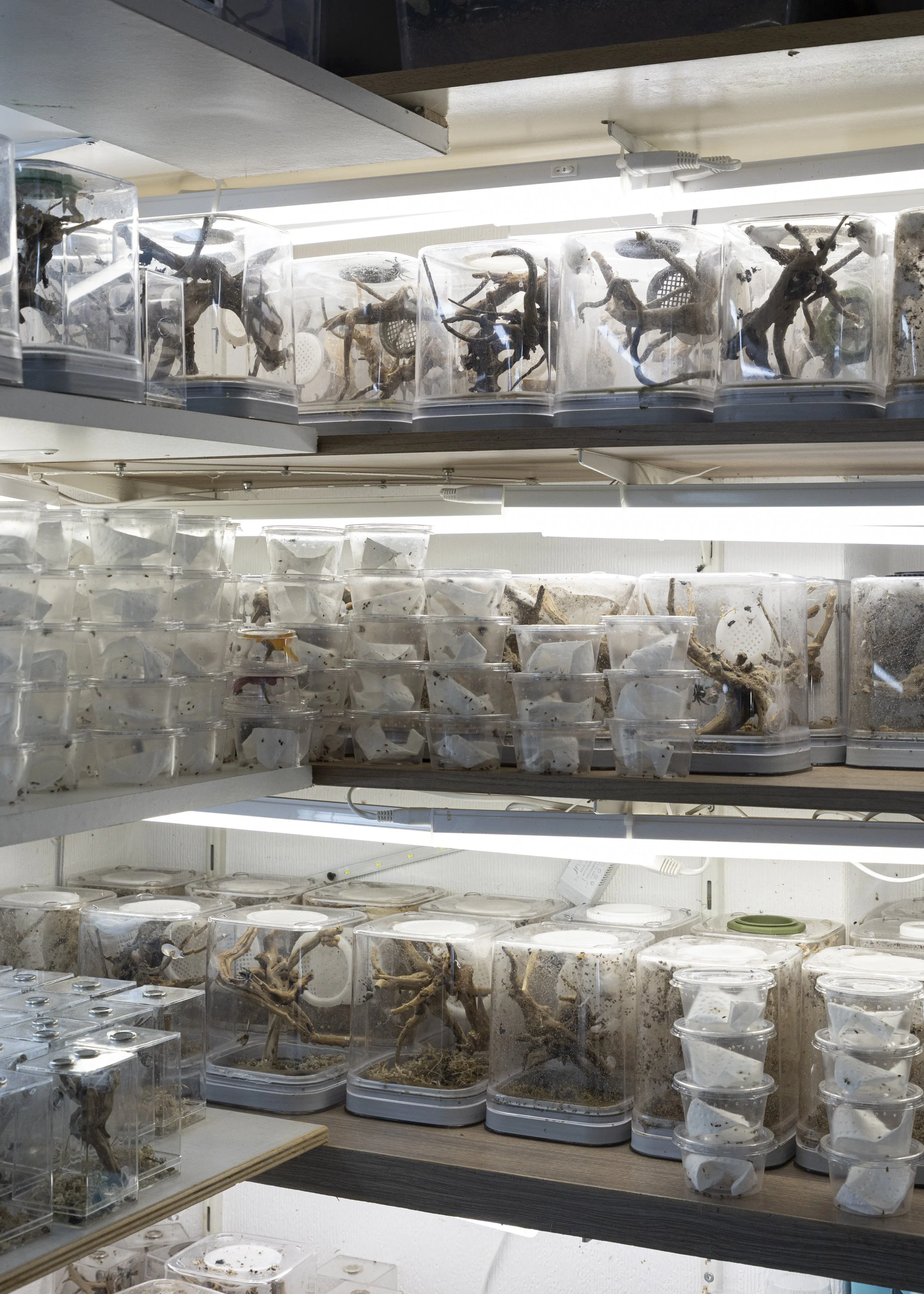  Jurre breeds all the jumping spiders himself and is careful not to sell wild-caught animals. He literally wakes up with animals overhead and spends an average of four hours a day feeding them. He spends the rest of his day educating customers about 