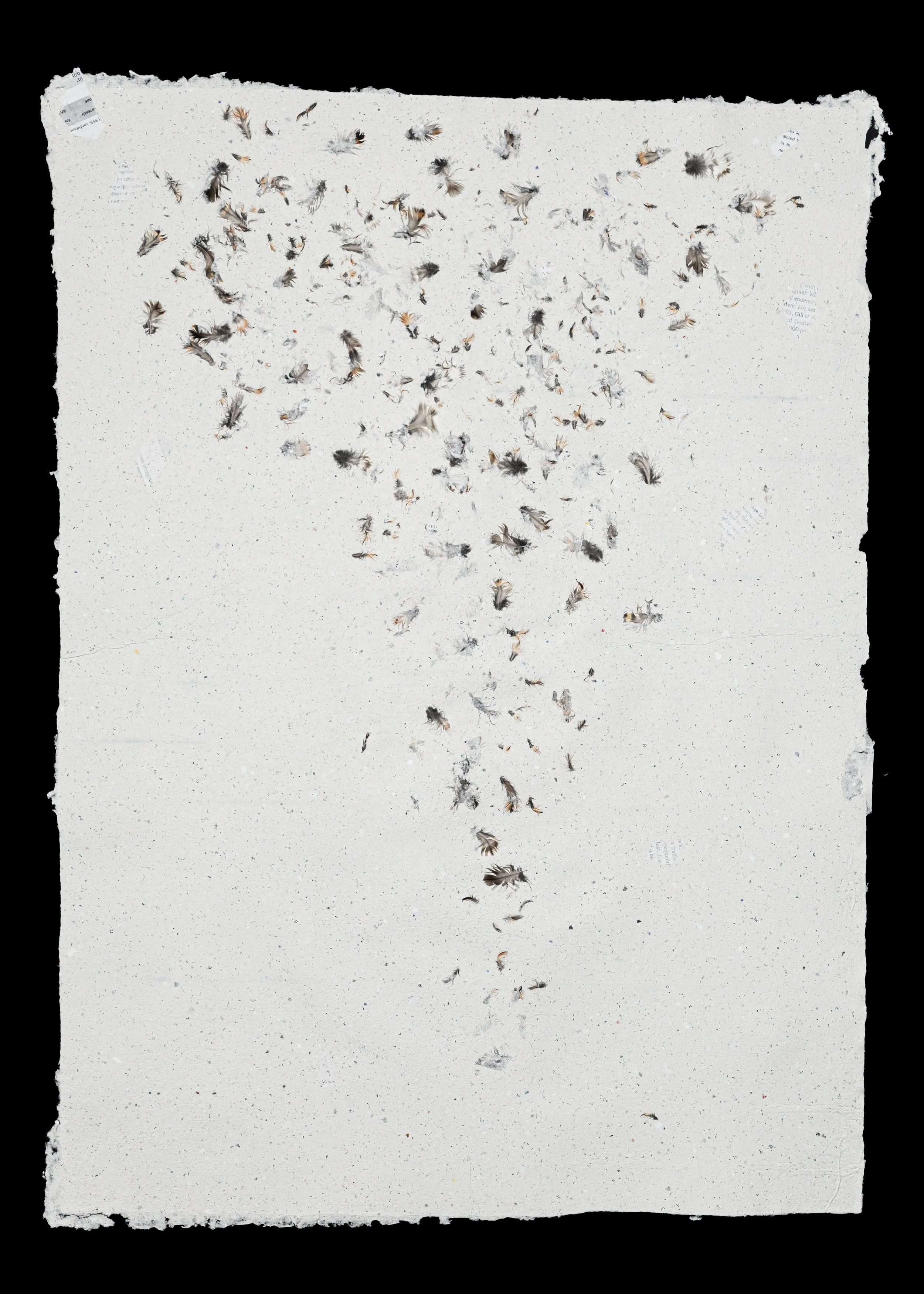  Body of Work consists of six sheets of handmade paper (50 x 70 cm) incorporating bird feathers. For the paper pulp, one of the source materials for papermaking, recycled paper from the NIOZ (Netherlands Institute for Sea Research) was used. For each