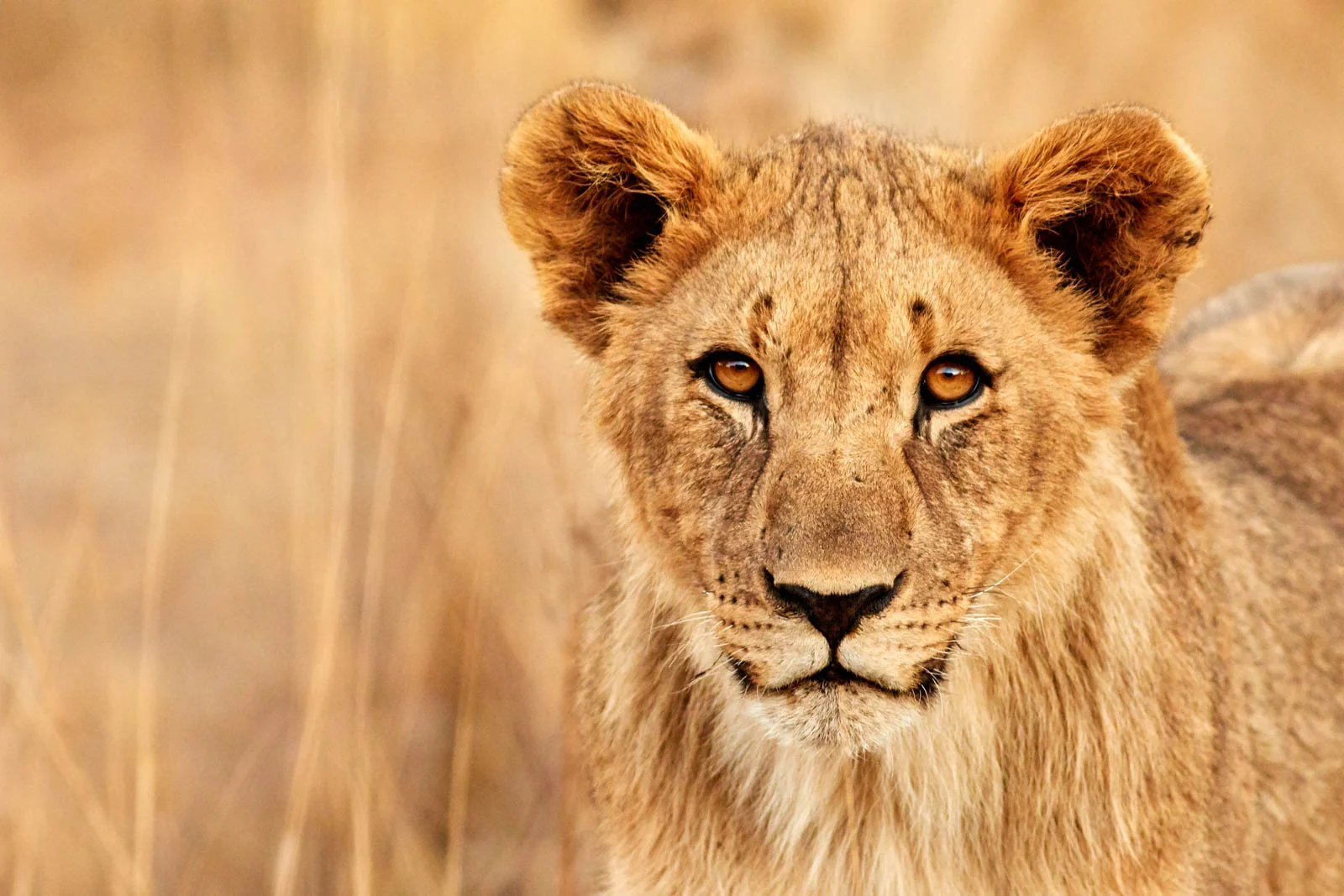 gomes_africa-1.jpg