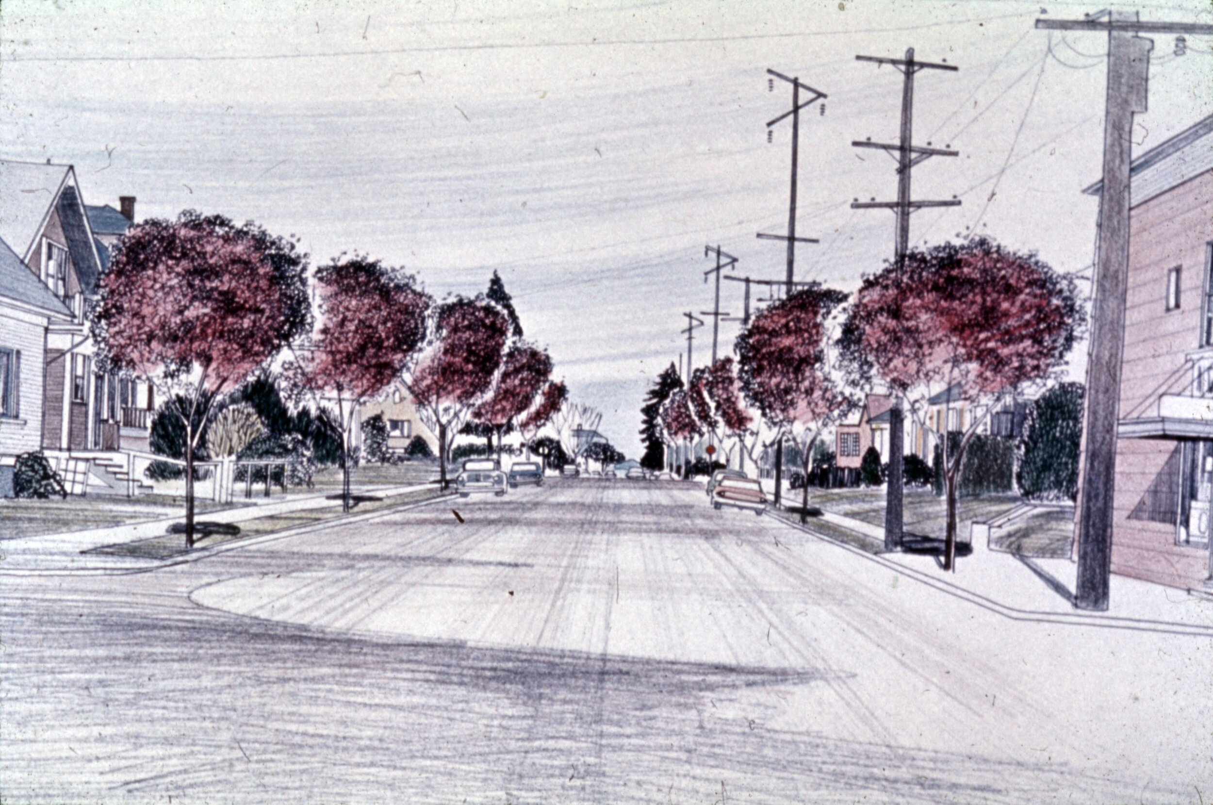 1963 Apr_ANIP - Alex Pierce sketch of street trees_A2010-003 copy.jpg