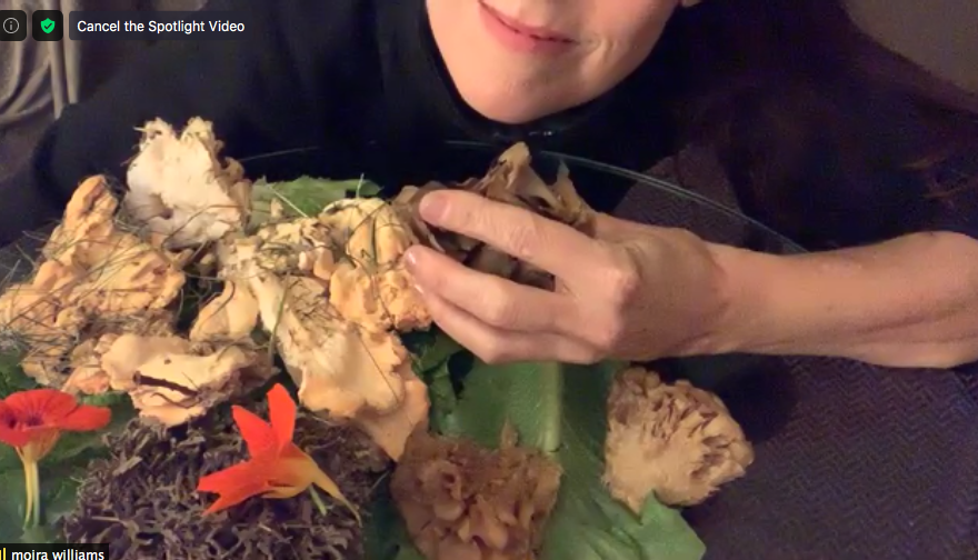  moira williams’ hand models alongside delightful fungi and plants 