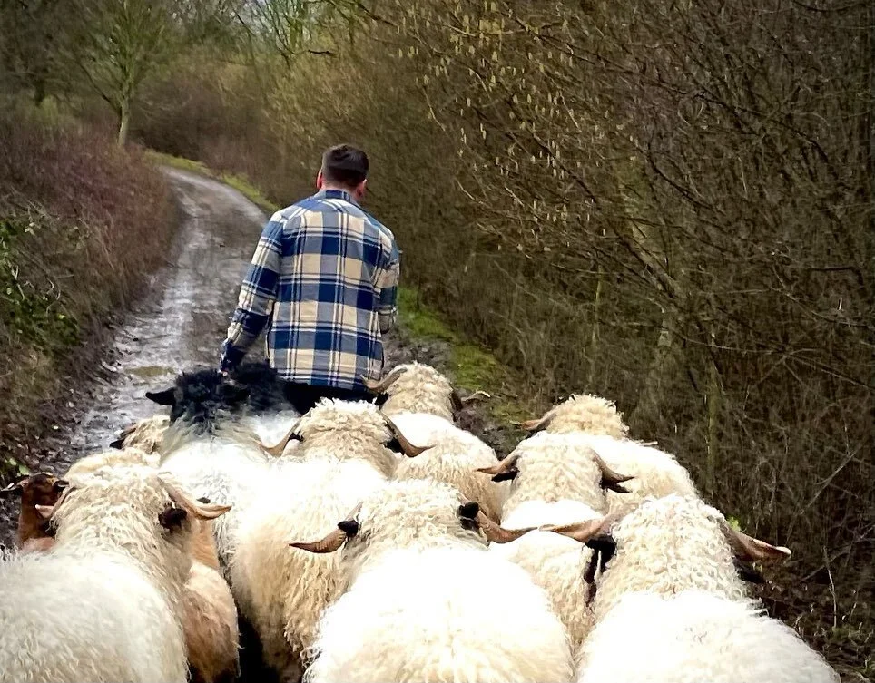 New field day! .
.
.
.
.
#sheep #sheeplife #sheepofinstagram #vallaisblacknosesheep #animals #smallholding #smallholdinglife #blacknosesheep #blacknosebeauties