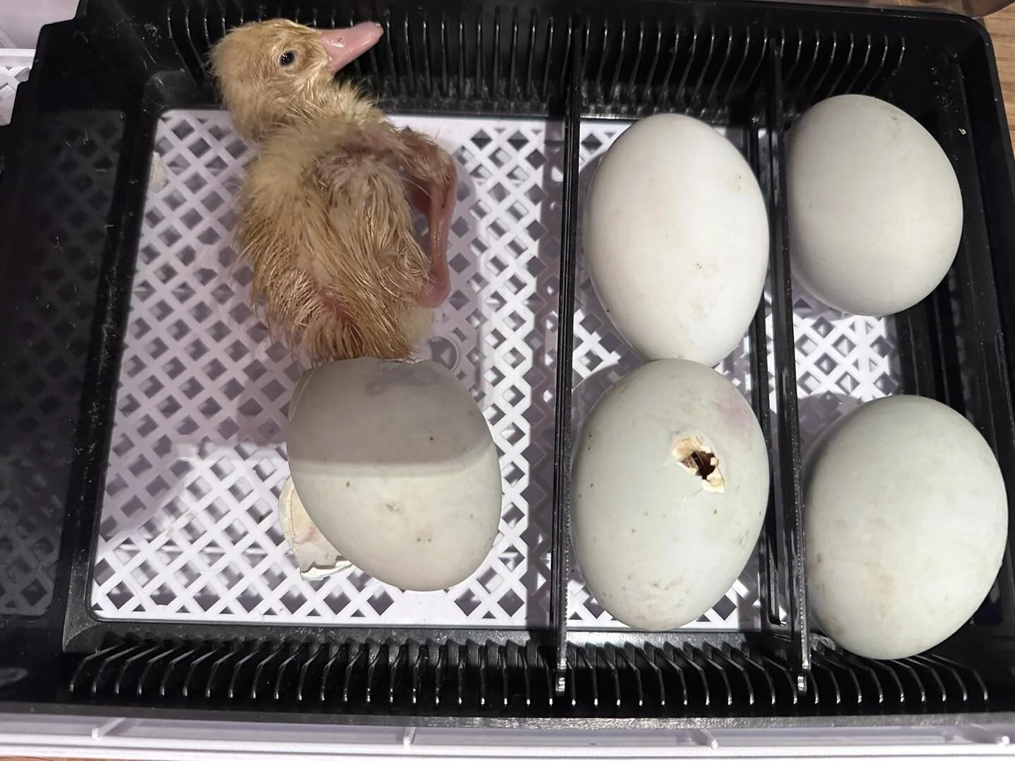It’s an Easter Egg, or Duck at any rate!