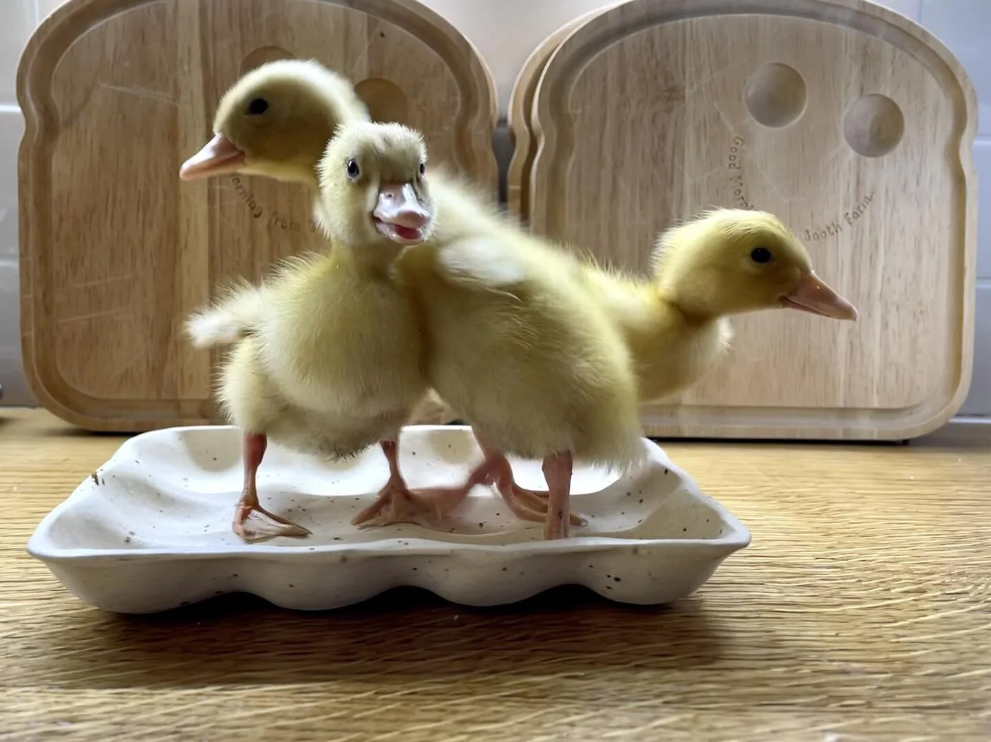 Welcome to Booth Farm Snoop Duck, Ducky Dre and TuQuack! #sprigtimeonthefarm #ducklings