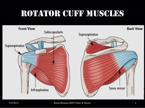 What is the Rotator Cuff and What Does It Do? — Physical Therapy in ...