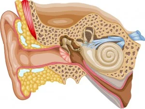 BPPV1.jpg