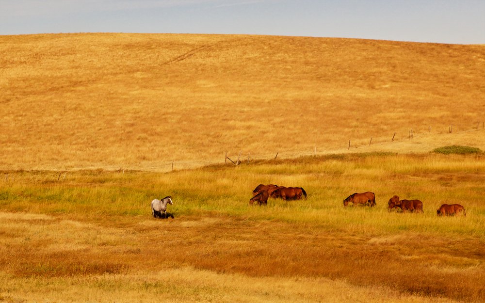 Nevada County Injury Lawyer.jpg