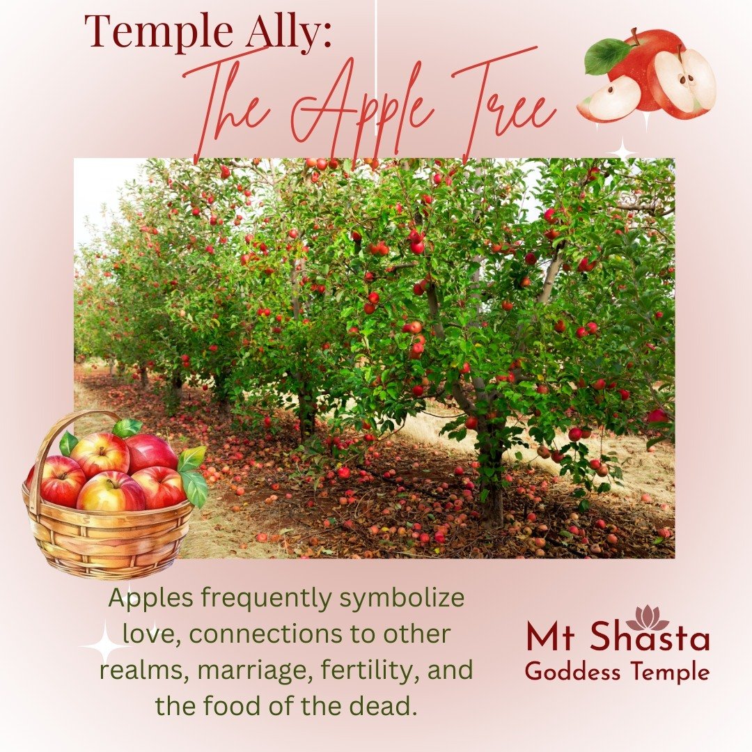 The Apple Tree is one of the many Arboreals the Mt. Shasta Goddess Temple considers a Temple Ally. 

The apple is one of the most powerful symbols in mythology worldwide. From the Norse legend of Idunna and the Golden Apples of Immortality, to the Gr