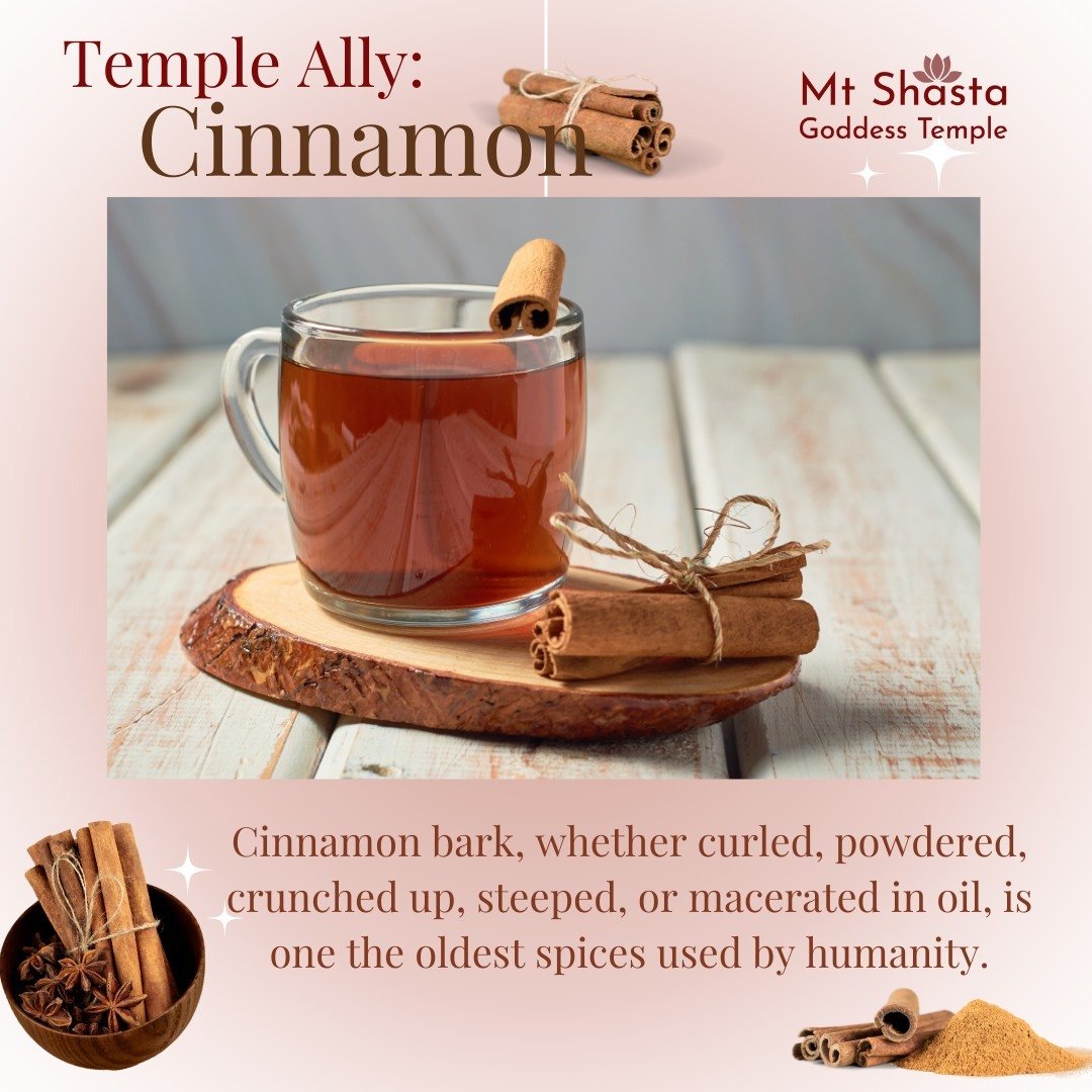 Cinnamon is among the many Herbal Allies of the Mt. Shasta Goddess Temple.

Cinnamon bark, whether curled, powdered, crunched up, steeped, or macerated in oil, is one the oldest spices used by humanity. It was first found in Sri Lanka and India, but 
