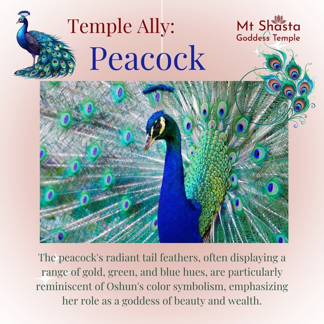 Peacock is among the many Avian Allies of the Mt. Shasta Goddess Temple.

In many cultures, the peacock is revered as a symbol of beauty, wealth, and spiritual transformation.
 
With its beautiful plumage and vibrant colors, the peacock has become cl