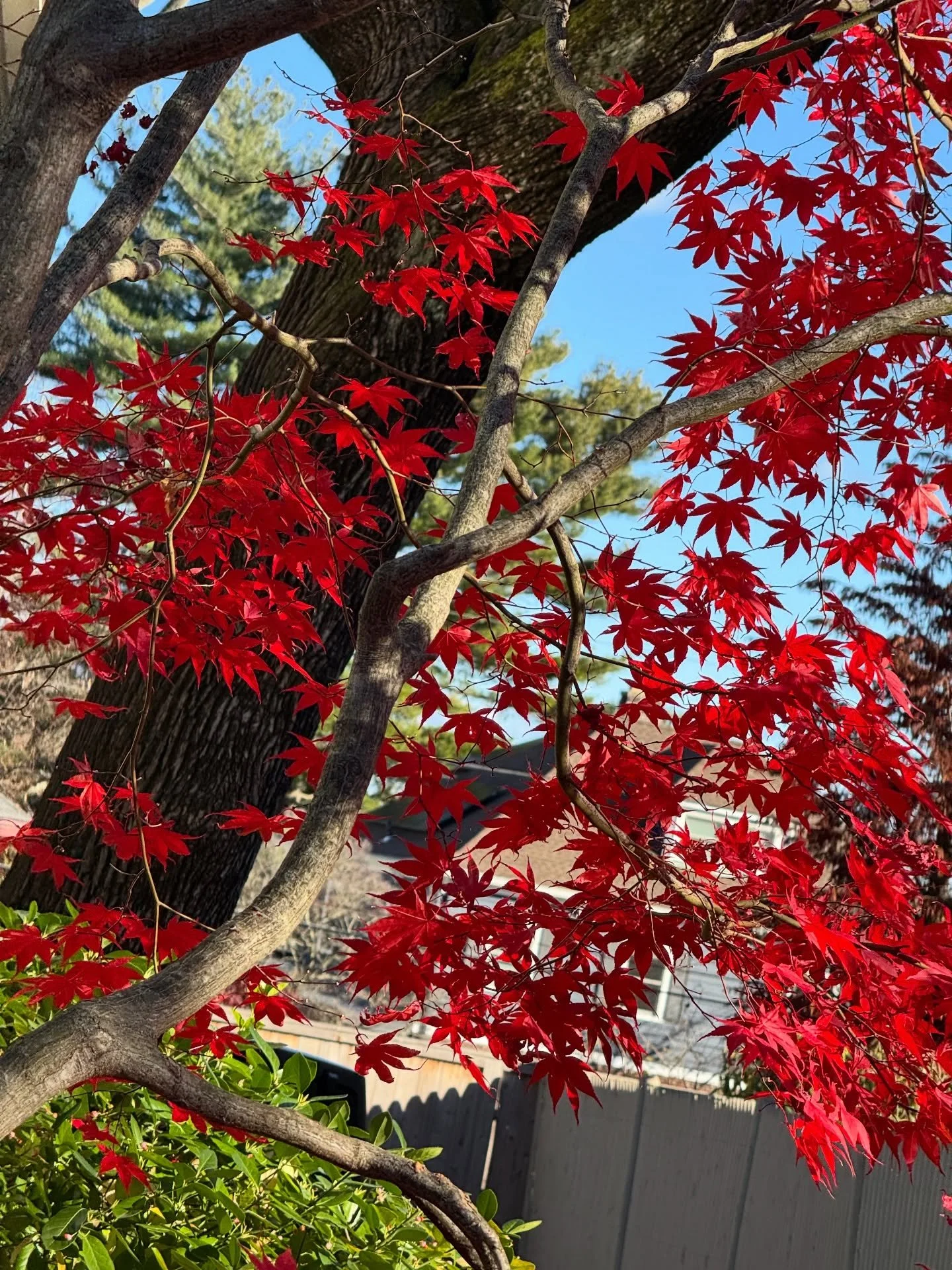 Crimson tree in Providence