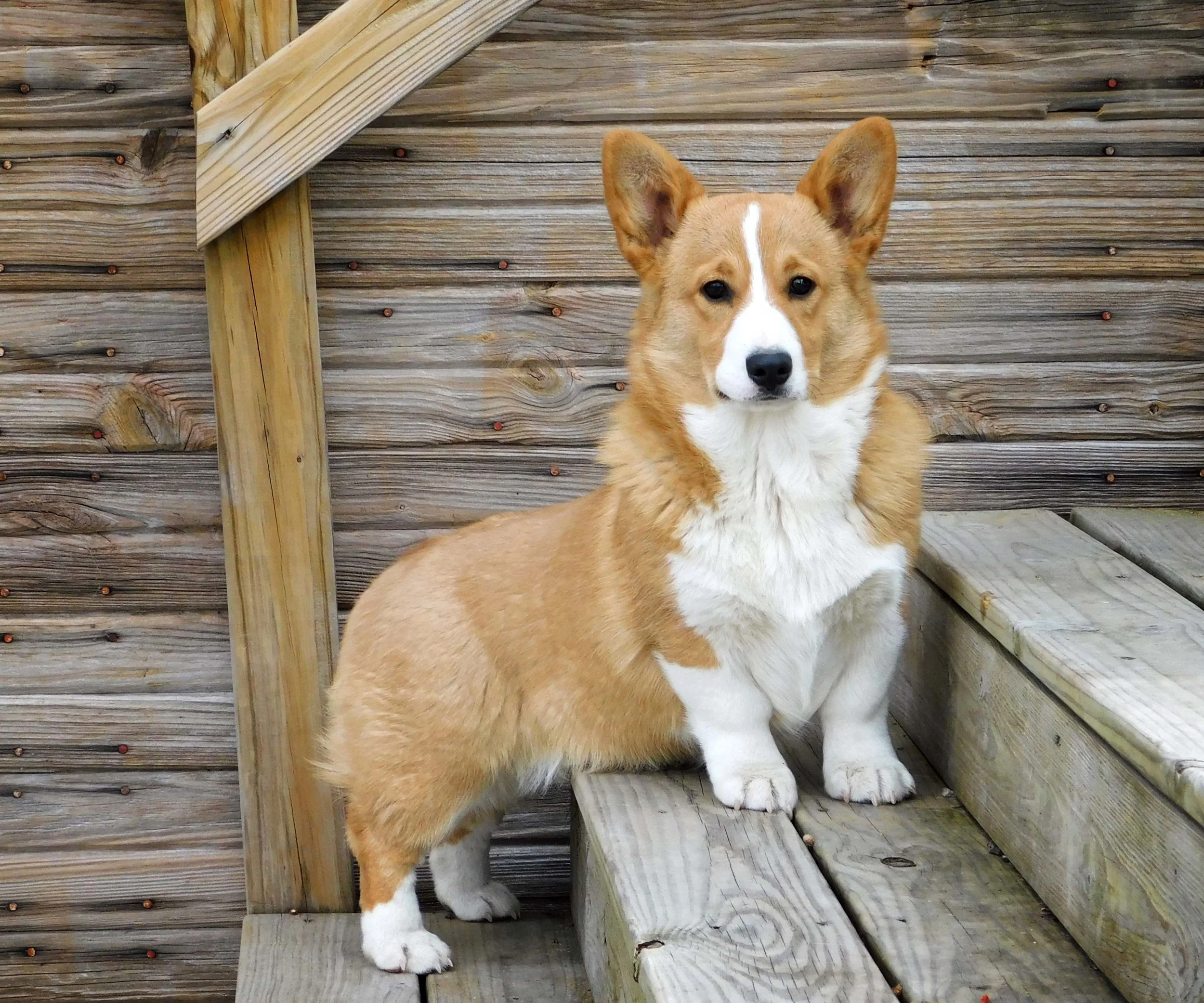 adult corgi
