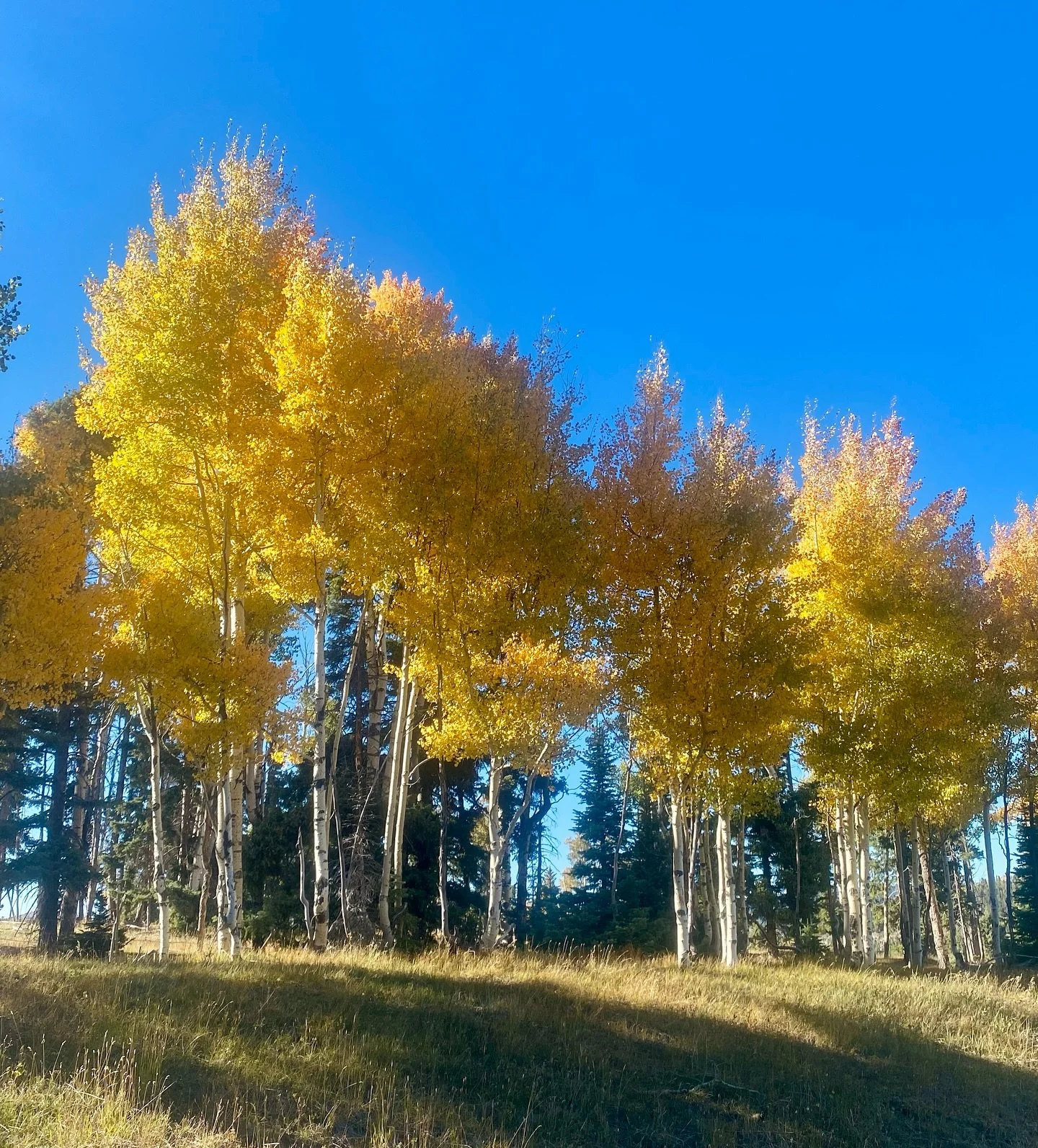 Makin&rsquo; me way bck home. Sand stone dawns of coffee, flute &amp; backgammon to golden leafs of the Rockys. 
Caught the last days of fresh roasted chili 🌶️ season here in New Mexico. 🤤
My backyard bounty while ringing the bell of my &lsquo;V.O.