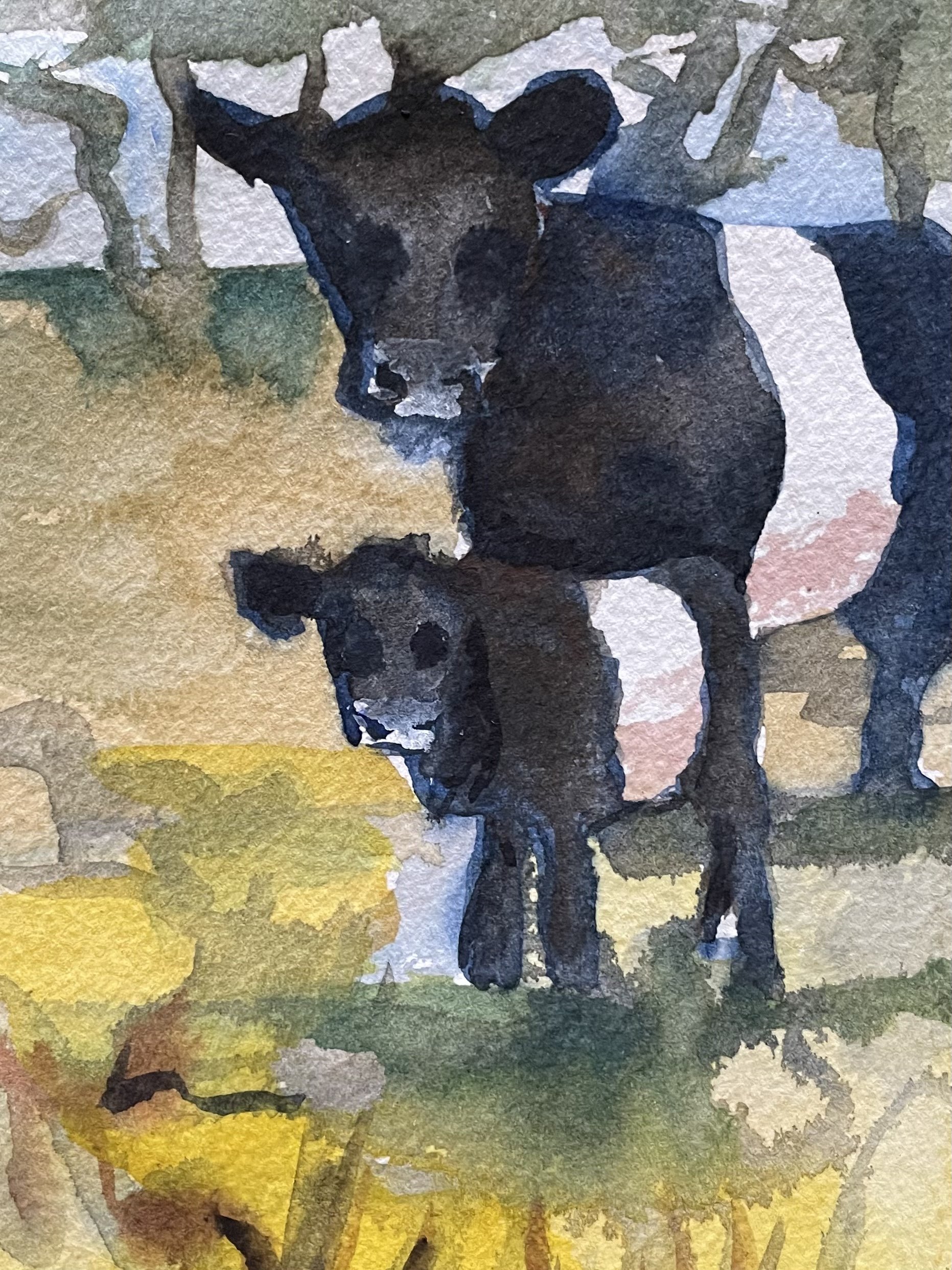 Belted Galloway