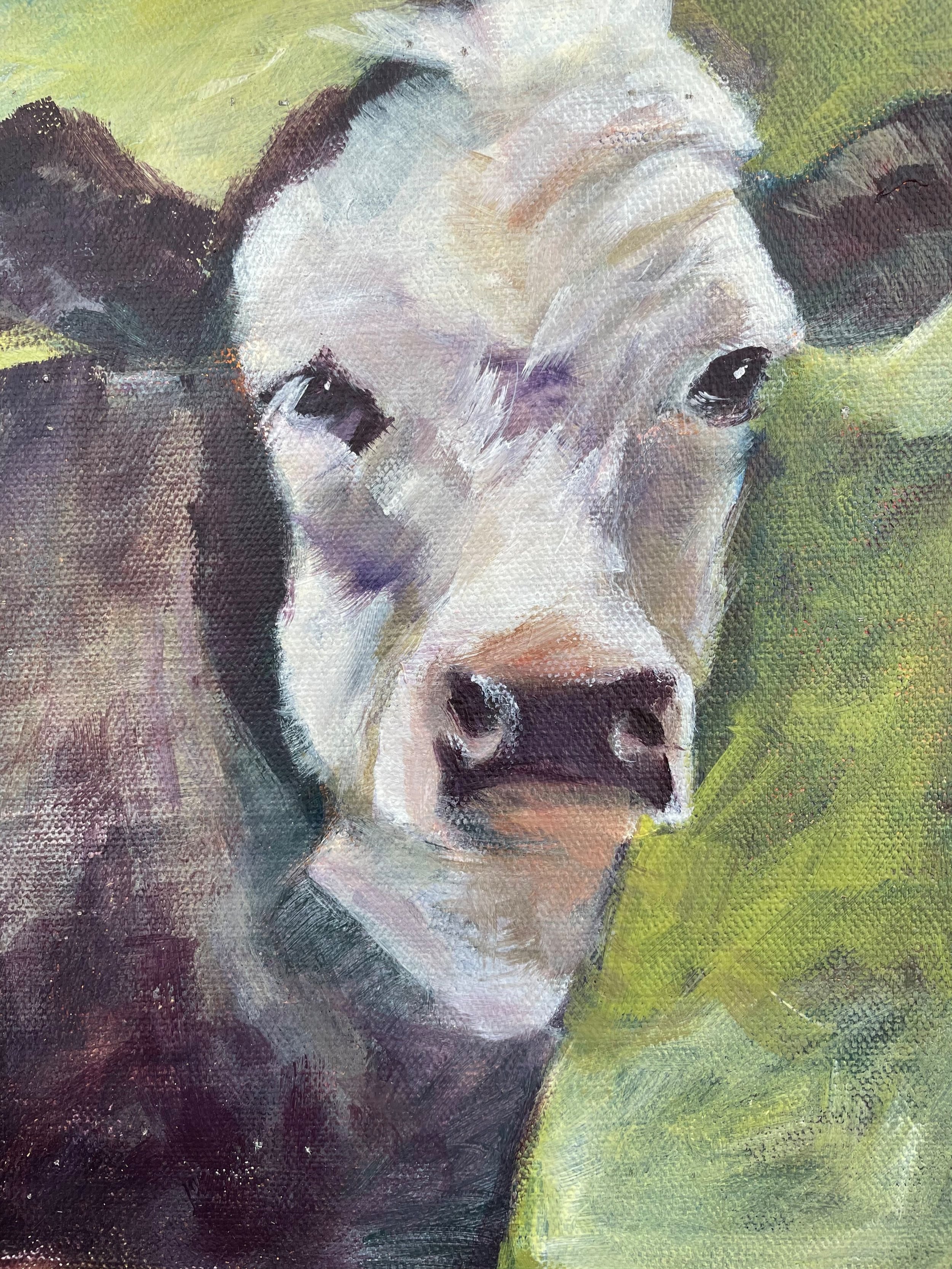 White Faced Angus
