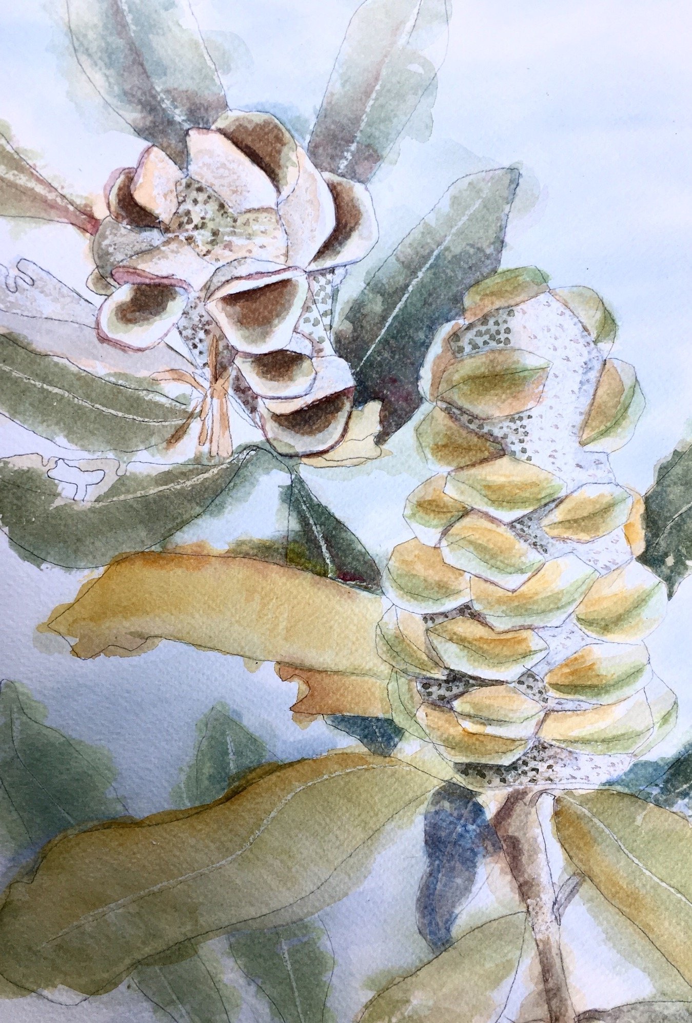 Old Man Banksia