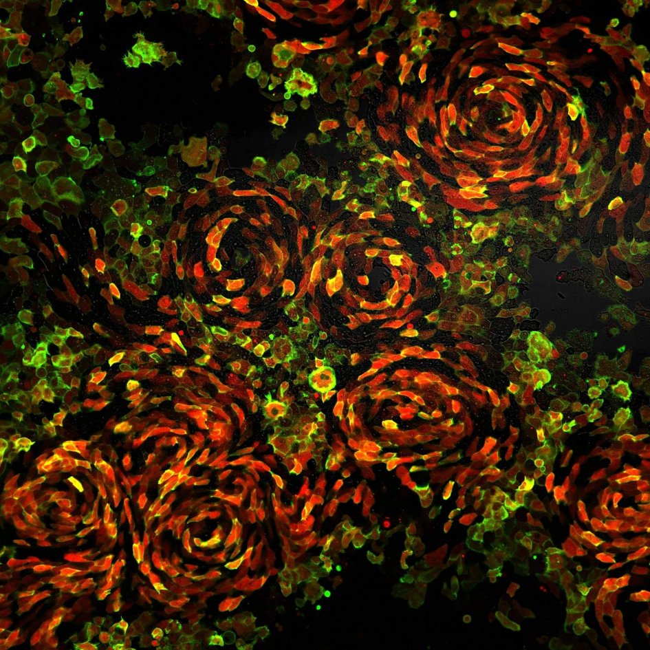 MindMint PhD-image contest