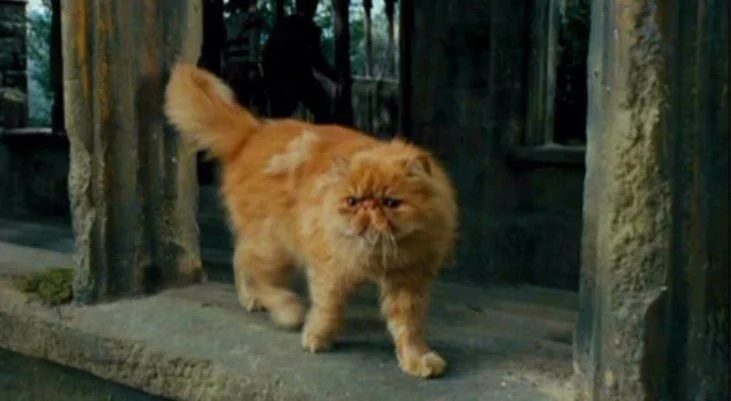 3.5 Hermione and Ron's friendship comes to an end