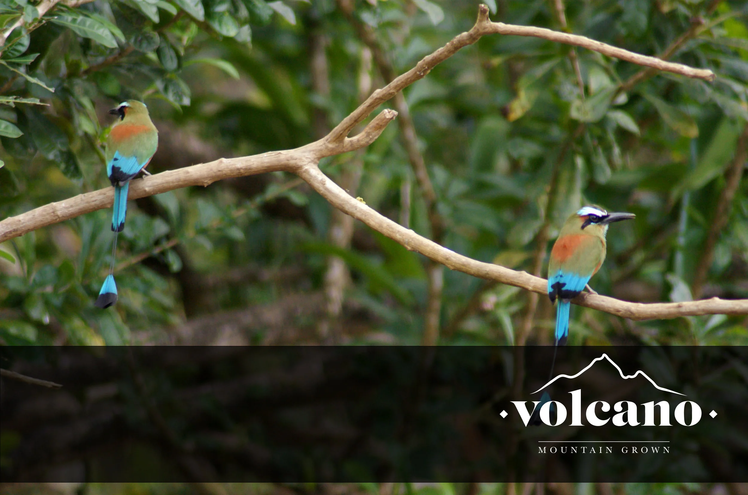 bird friendly coffee plantation .jpg