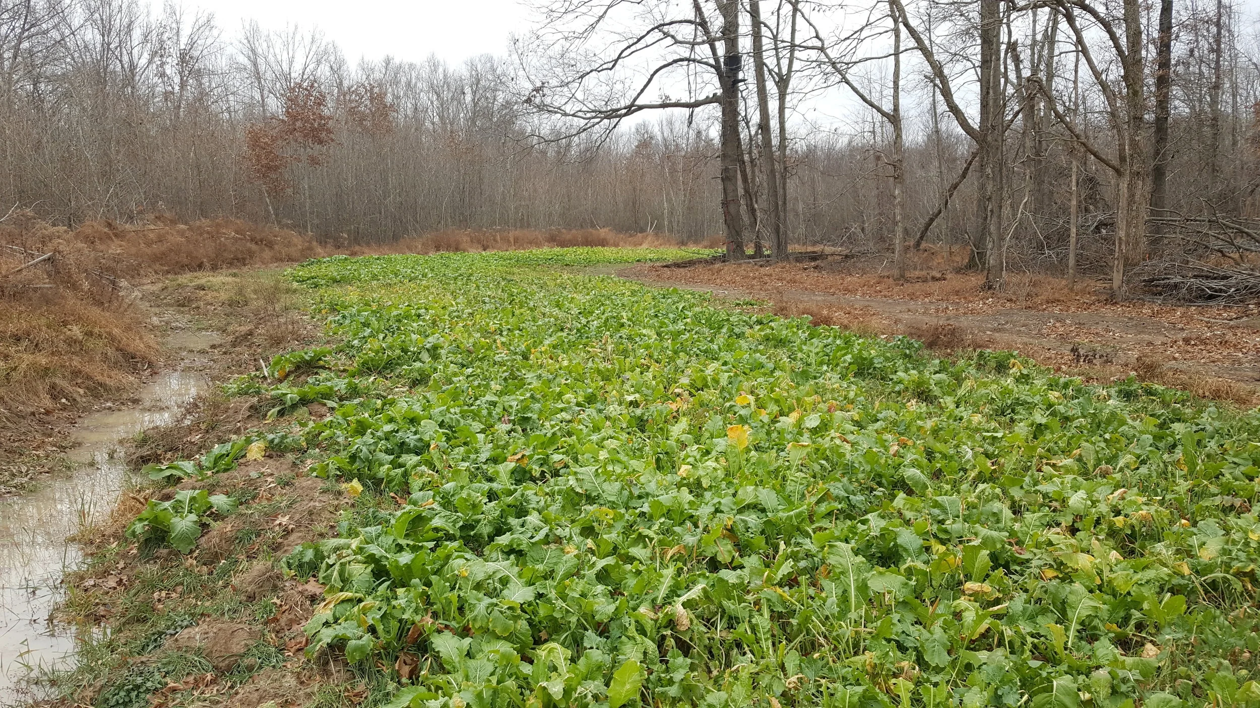 Fall plots thumbnail.jpg