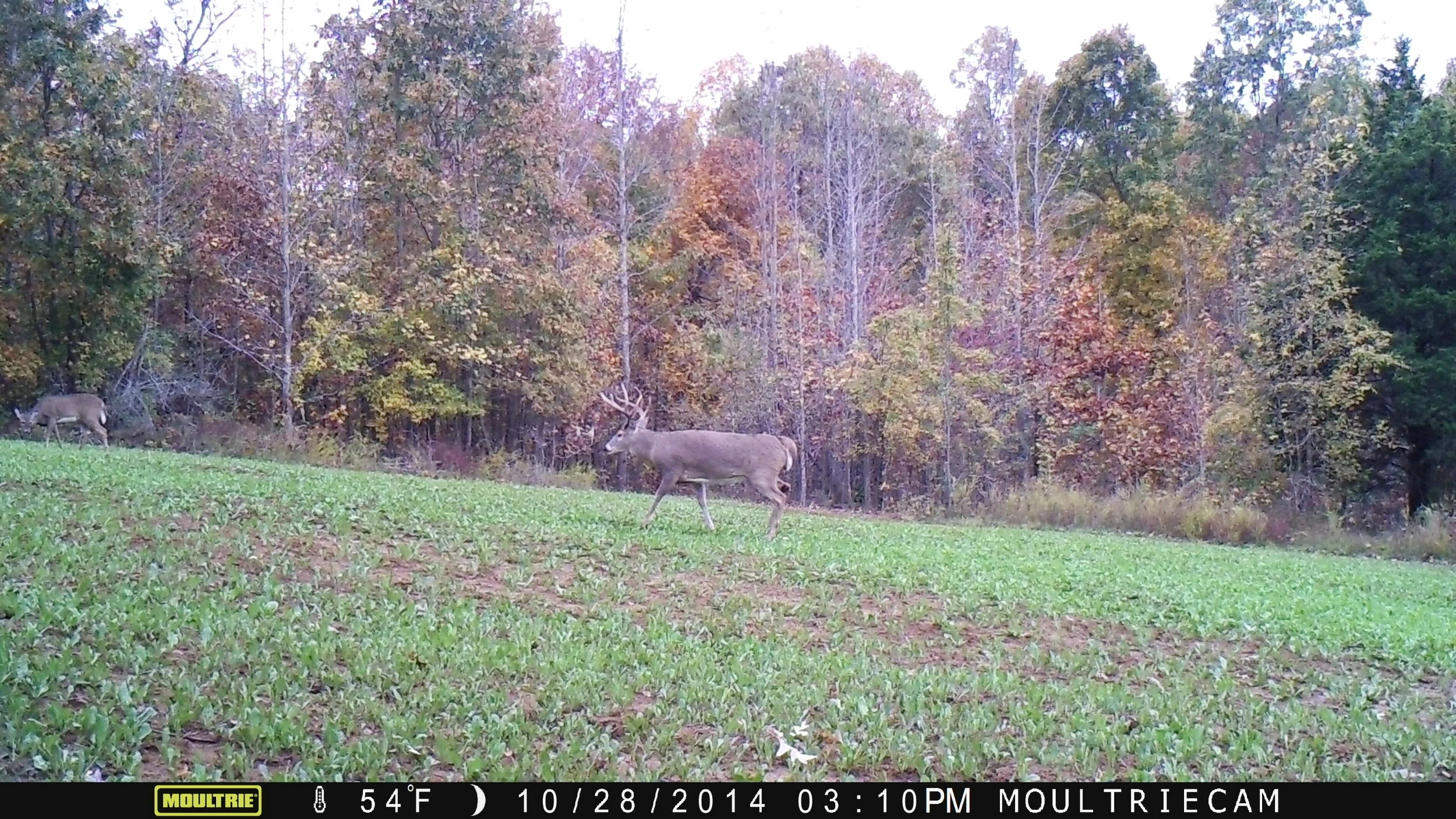 micro plot thumbnail.JPG