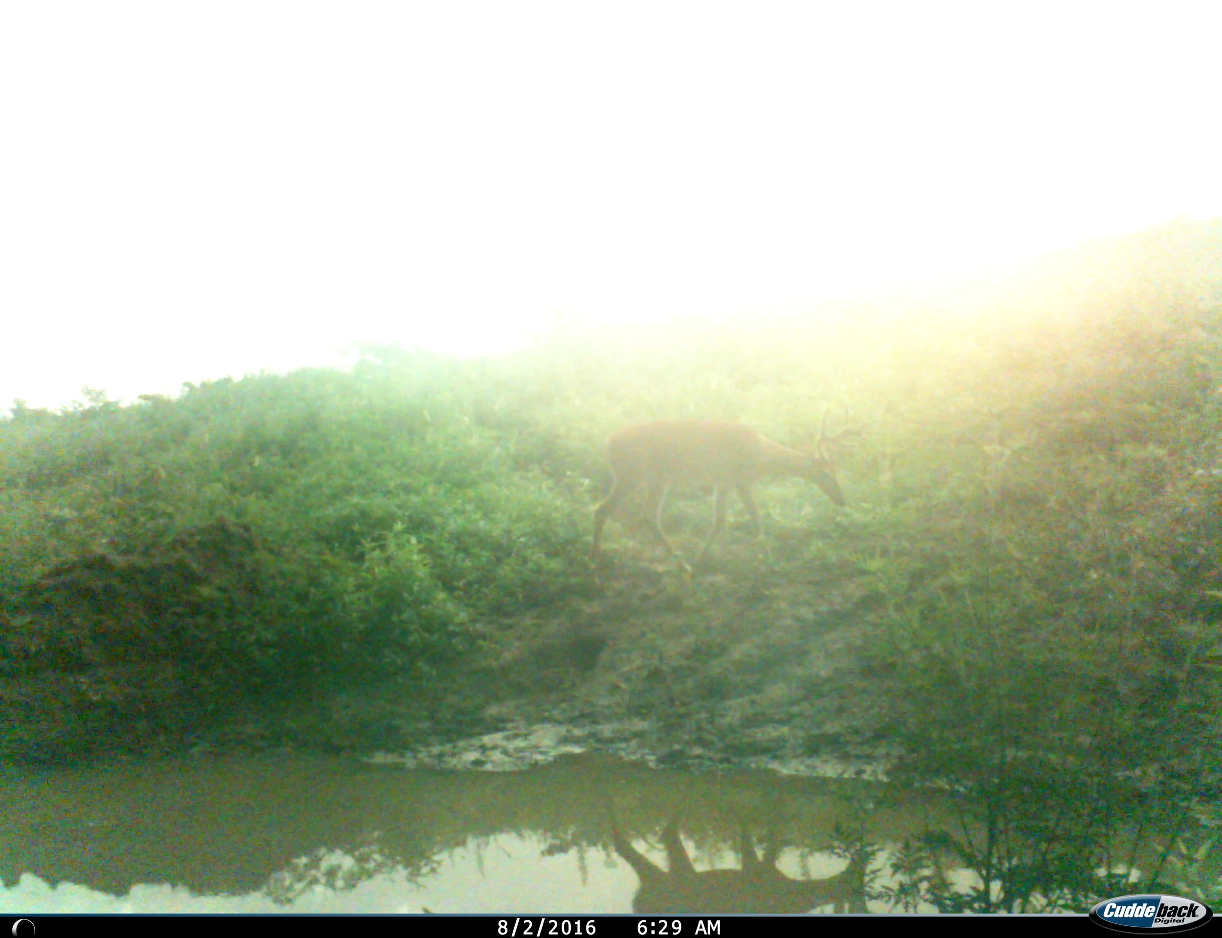 deer at watering hole