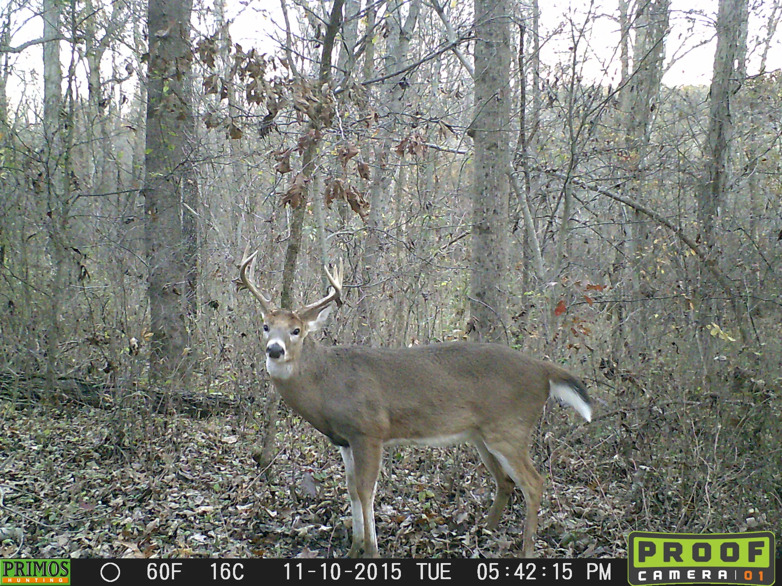 Nice mature Illinois buck