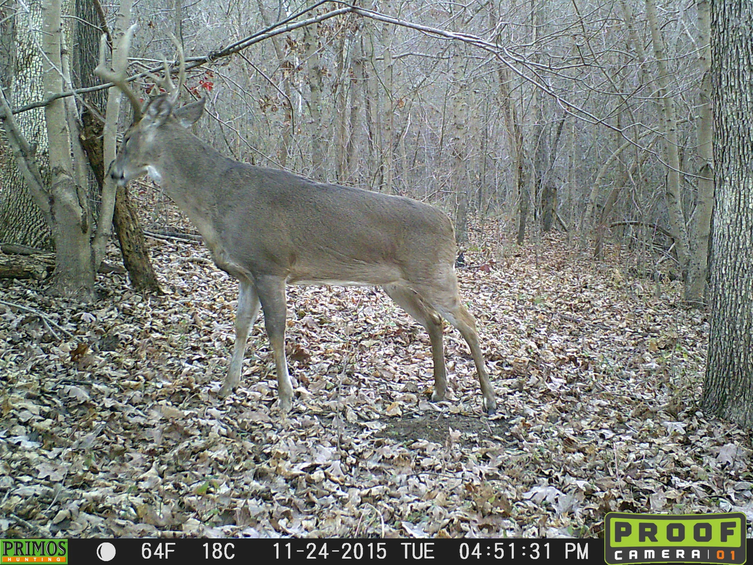 Buck scraping