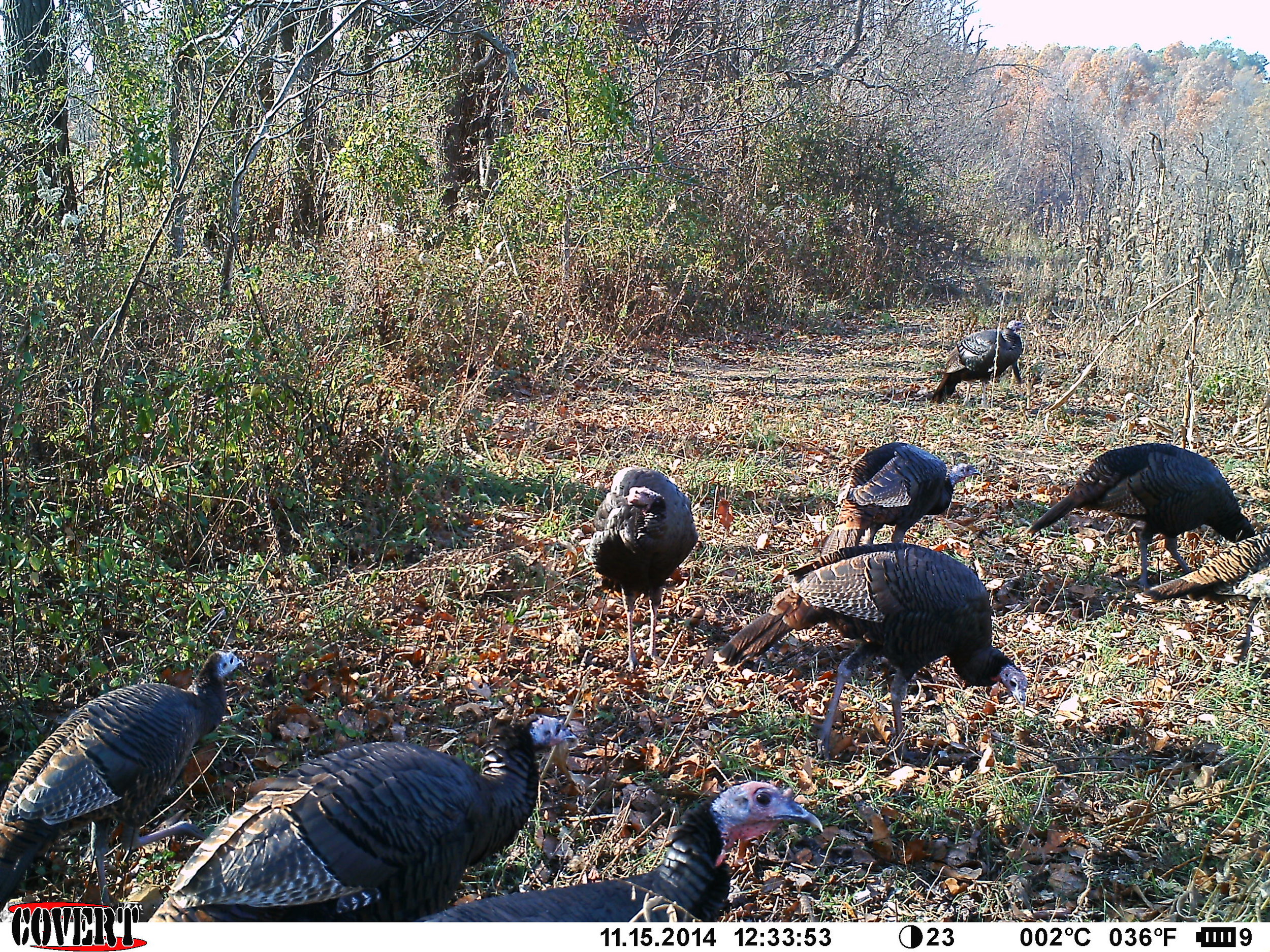 turkey in pope county Illinois
